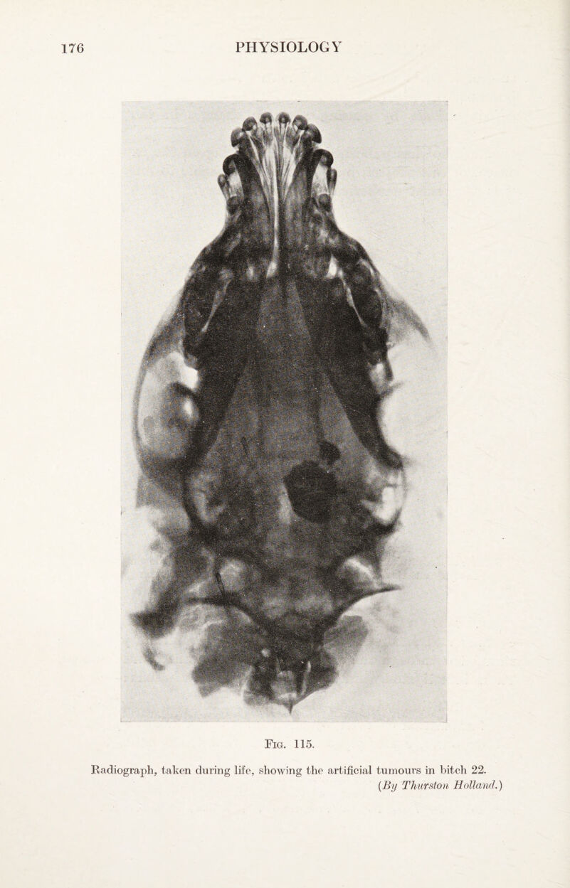 Fig. 115. Radiograph, taken during life, showing the artificial tumours in bitch 22. {By Thurston Holland.)