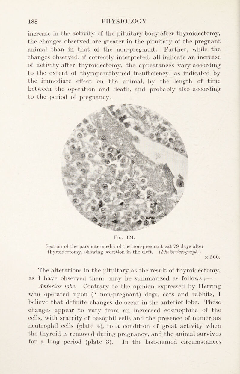 increase in the activity of the pituitary body after thyroidectomy, the changes observed are greater in the pituitary of the pregnant animal than in that of the non-pregnant. Further, while the changes observed, if correctly interpreted, all indicate an inerease of activity after thyroidectomy, the appearances vary aecording to the extent of thyroparathyroid insufficiency, as indicated by the immediate effeet on the animal, by the length of time between the operation and death, and probably also aecording to the period of pregnaney. Fig. 124. Section of the pars intermedia of the non-pregnant cat 79 days after thyroidectomy, showing secretion in the cleft. {Photomicrograph.) X 500. The alterations in the pituitary as the result of thyroidectomy, as I have observed them, mav be summarized as follows : — Anterior lohe. Contrary to the opinion expressed by Herring who ojierated upon {? non-pregnant) dogs, cats and rabbits, I believe that definite changes do oceur in the anterior lobe. These changes appear to vary from an inereased eosinophilia of the cells, with scarcity of basophil cells and the presence of numerous neutrophil cells (plate 4), to a eondition of great activity when the thyroid is removed during pregnancy, and the animal survives for a long period (plate 3). In the last-named circumstances