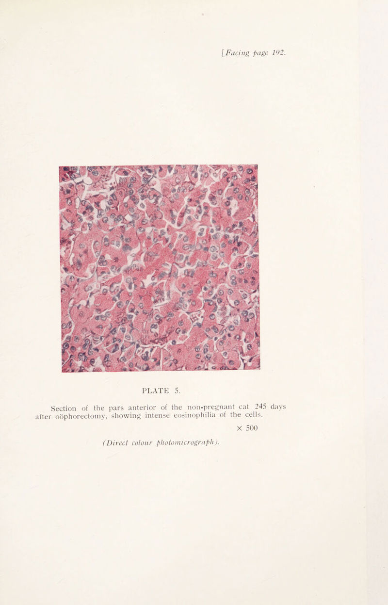 PLATE 5. Section of the pars anterior of the non-pregnant cat 245 days after oophorectomy, showing intense eosinophilia of the cells. X 500
