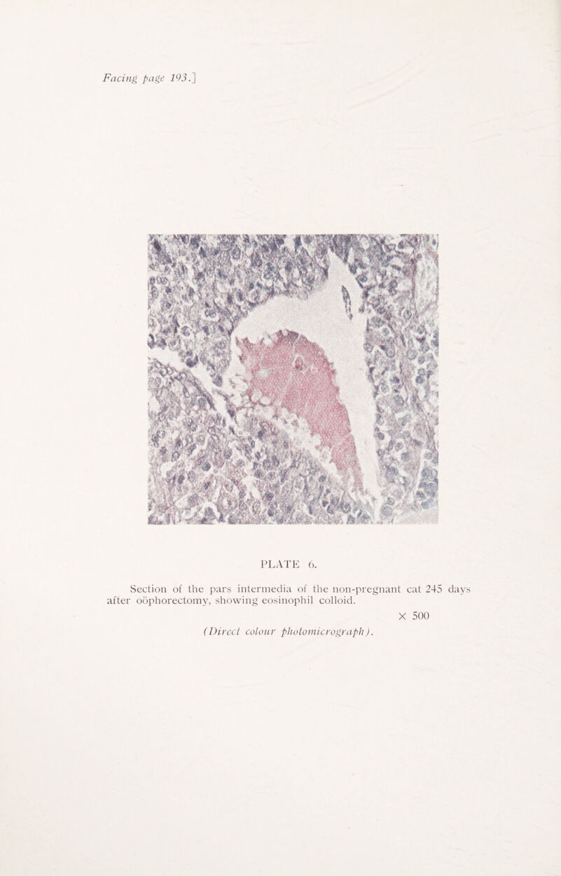 PLATE 6. Section of the pars intermedia of the non-pregnant cat 245 day after oophorectomy, showing eosinophil colloid.