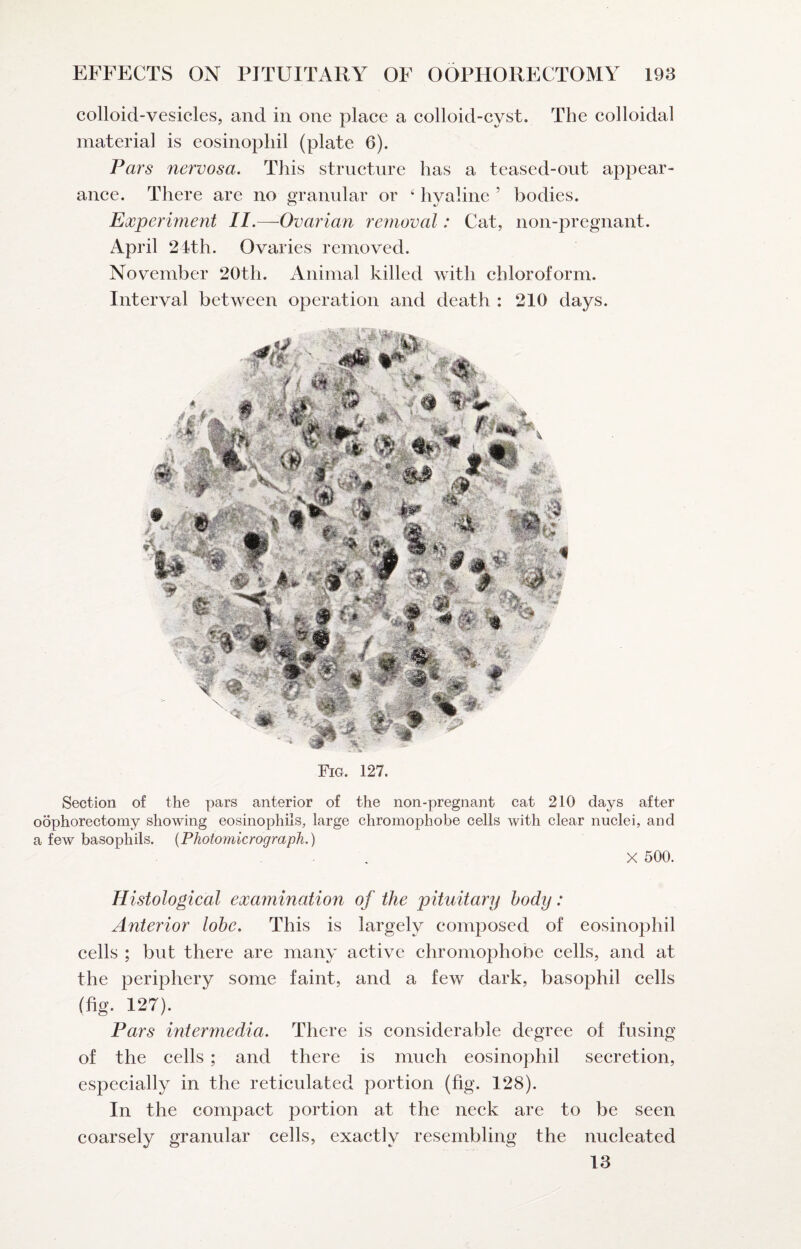 colloid-vesicles, and in one place a colloid-cyst. The colloidal materia] is eosinophil (plate 6). Pars nervosa. This structure has a teased-out appear¬ ance. There are no granular or ‘ hvaline ’ bodies. Experiment II.—Ovarian removal: Cat, non-pregnant. April 24th. Ovaries removed. November 20th. Animal killed with chloroform. Interval between operation and death : 210 days. Fig. 127. Section of the pars anterior of the non-pregnant cat 210 days after oophorectomy showing eosinophils, large chromophobe cells with clear nuclei, and a few basophils. {Photomicrograph.) X 500. Histological examination of the pituitary body: Anterior lobe. This is largely composed of eosinophil cells ; but there are many active chromophobe cells, and at the periphery some faint, and a few dark, basophil cells (fig. 127). Pars intermedia. There is considerable degree of fusing of the cells ; and there is much eosinophil secretion, especially in the reticulated portion (fig. 128). In the compact portion at the neck are to be seen coarsely granular cells, exactly resembling the nucleated 13