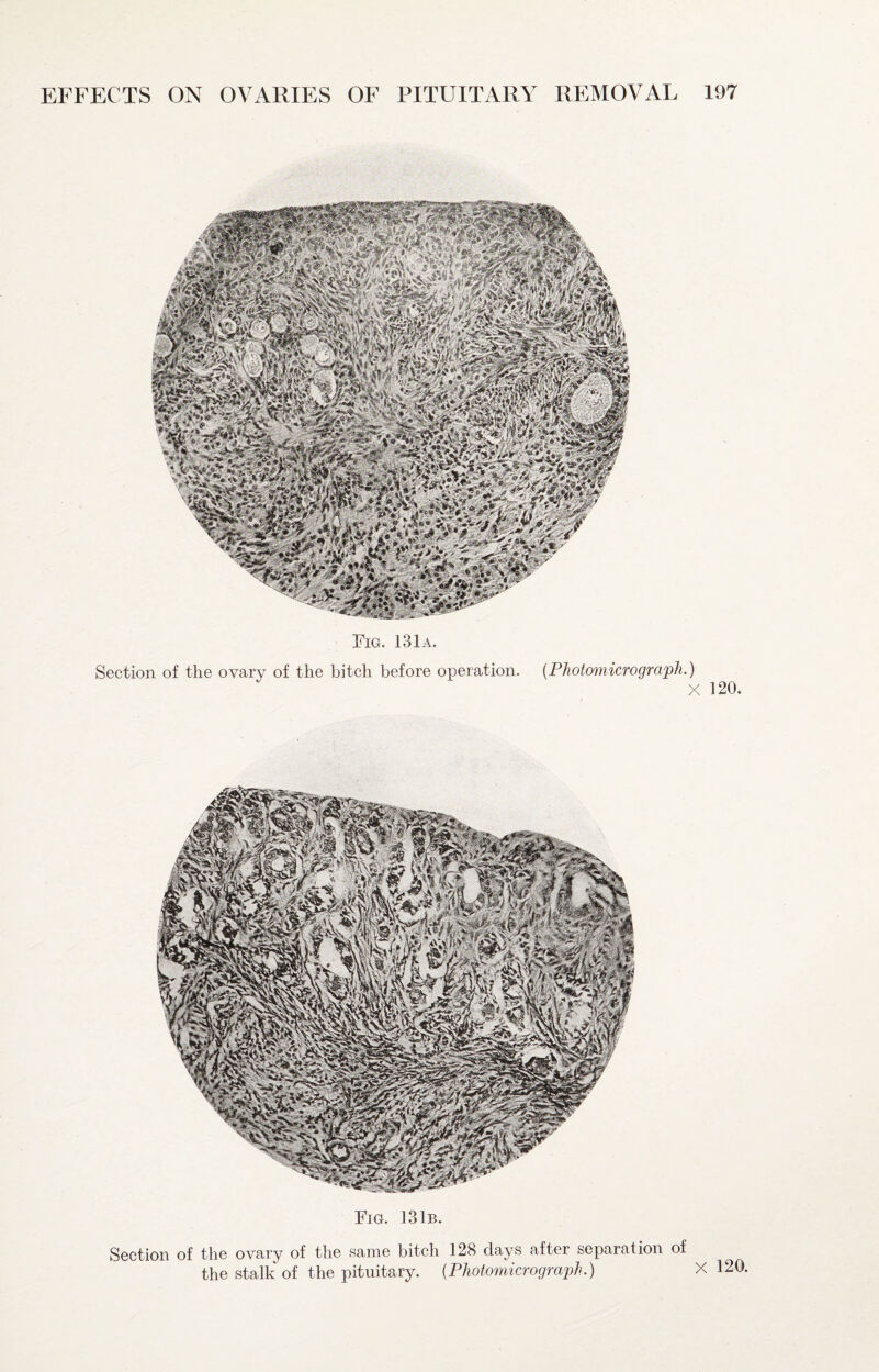 Fig. 131a. Section of the ovary of the bitch before operation. {Photomicrograph.) X 120. Fig. 131b. Section of the ovary of the same bitch 128 clays after separation of the stalk of the pituitary, {Photomicrograph.) X 120.