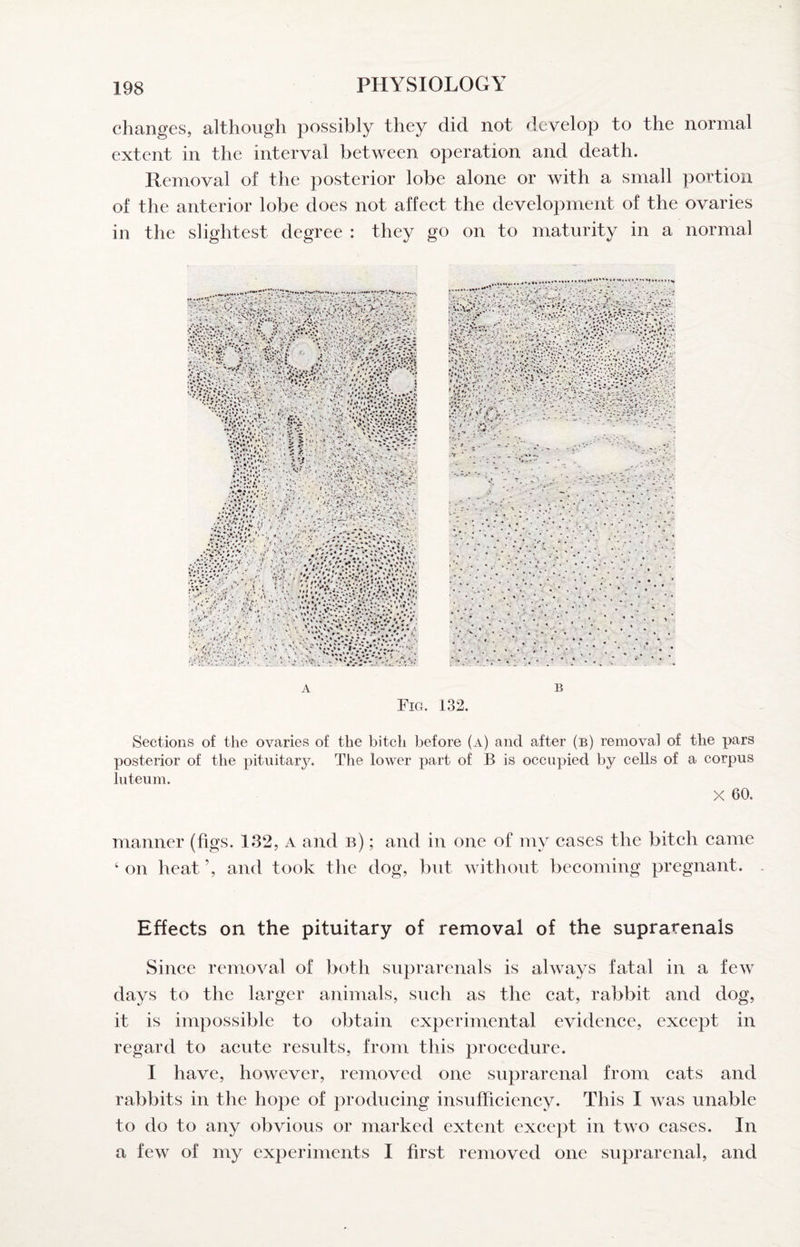 changes, although possibly they did not develop to the normal extent in the interval between operation and death. Removal of the posterior lobe alone or with a small portion of the anterior lobe does not affect the development of the ovaries in the slightest degree : they go on to maturity in a normal ;,v,. '• f h-.• ■ ■. : .i?r:■■■•■ ^ • . '•.’•J''', . •*,. ***v' »*«* %* * ** *B‘ * t* K ’i ' »» i,*’** ' ♦ •' A B Fig. 132. Sections of the ovaries of the bitch before (a) and after (b) removal of the pars posterior of the pituitary. The lower part of B is occupied by cells of a corpus luteum. X 60. manner (figs. 132, a and b) ; and in one of my cases the biteh came ‘ on heat ’, and took the dog, but without becoming pregnant. Effects on the pituitary of removal of the suprarenals Since removal of both suprarenals is always fatal in a few days to the larger animals, such as the cat, rabbit and dog, it is impossible to obtain experimental evidence, except in regard to aeute results, from this procedure. I have, however, removed one suprarenal from cats and rabbits in the hope of producing insufficiency. This I was unable to do to any obvious or marked extent except in two eases. In a few of my experiments I first removed one suprarenal, and