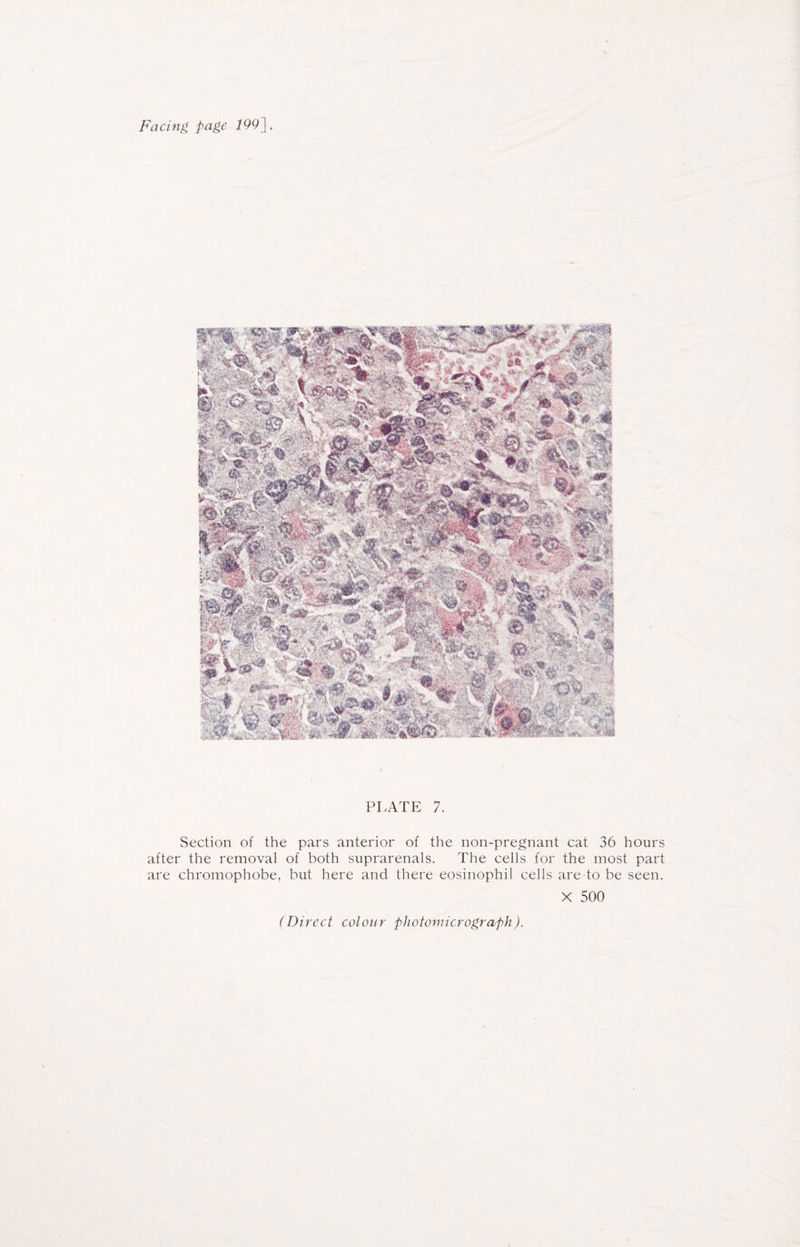 Facing page 199^. PIvATE 7. Section of the pars anterior of the non-pregnant cat 36 hours after the removal of both suprarenals. The cells for the most part are chromophobe, but here and there eosinophil cells are to be seen. X 500 (Direct colour photomicrograph).