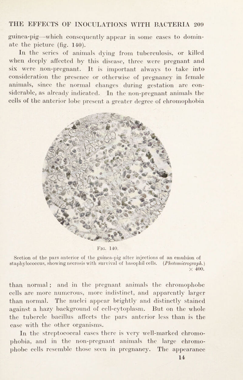guinea-pig—which consequently appear in some cases to domin¬ ate the picture (fig. 140). In the series of animals dying from tuberculosis, or killed when deeply affected by this disease, three were pregnant and six were non-pregnant. It is important always to take into consideration the presence or otherwise of pregnancy in female animals, since the normal changes during gestation are con¬ siderable, as already indicated. In the non-pregnant animals the cells of the anterior lobe present a greater degree of chromophobia Section of the pars anterior of the guinea-pig after injections of an emulsion of staphylococcus, showing necrosis with survival of basophil cells. {Photomicrograph.) X 400. than normal; and in the pregnant animals the chromophobe cells are more numerous, more indistinct, and apparently larger than normal. The nuclei apjpear brightly and distinctly stained against a hazy background of cell-cytoplasm. But on the whole the tubercle bacillus affects the pars anterior less than is the case with the other organisms. In the streptococcal cases there is very well-marked chromo¬ phobia, and in the non-pregnant animals the large chromo¬ phobe cells resemble those seen in pregnancy. The appearance 14