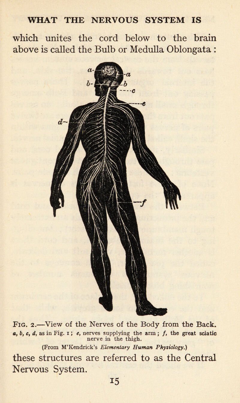 which unites the cord below to the brain above is called the Bulb or Medulla Oblongata : Fig. 2.—View of the Nerves of the Body from the Back. a, b, c, d, as in Fig. i; e, nerves supplying the arm ; /, the great sciatic nerve in the thigh. (From M’ Kendrick’s Elementary Human Physiology.) these structures are referred to as the Central Nervous System.