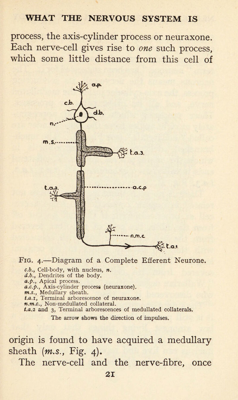 process, the axis-cylinder process or neuraxone. Each nerve-cell gives rise to one such process, which some little distance from this cell of Fig. 4.—Diagram of a Complete Efferent Neurone. c. b., Cell-body, with nucleus, n. d. b., Dendrites of the body. a.p., Apical process. a.c.p., Axis-cylinder process (neuraxone). tn.s., Medullary sheath. t.a. 1, Terminal arborescence of neuraxone. n.m.c., Non-medullated collateral. t.a.2 and 3, Terminal arborescences of medullated collaterals. The arrow shows the direction of impulses. origin is found to have acquired a medullary sheath [tn.s., Fig. 4). The nerve-cell and the nerve-fibre, once