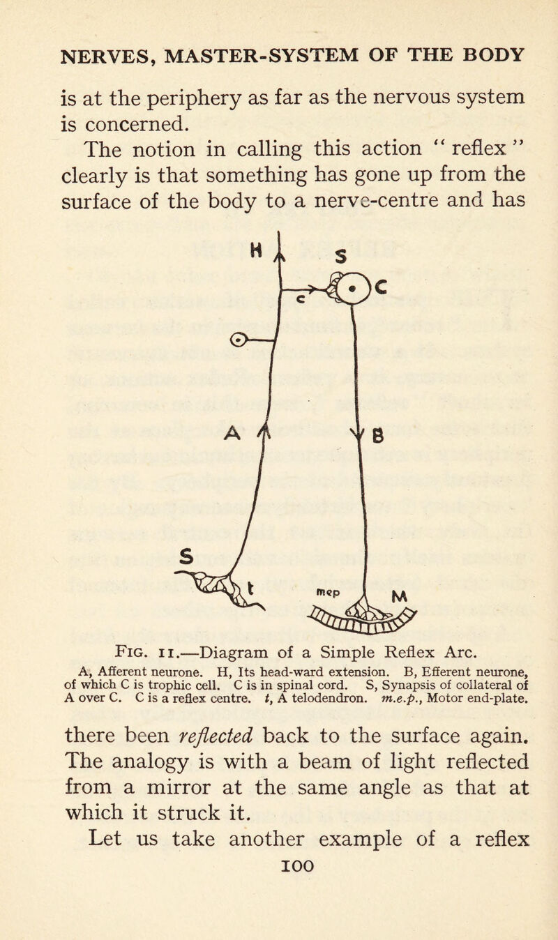is at the periphery as far as the nervous system is concerned. The notion in calling this action “ reflex ” clearly is that something has gone up from the surface of the body to a nerve-centre and has Fig. ii.—Diagram of a Simple Reflex Arc. A, Afferent neurone. H, Its head-ward extension. B, Efferent neurone, of which C is trophic cell. C is in spinal cord. S, Synapsis of collateral of A over C. C is a reflex centre, t, A telodendron, m.e.p., Motor end-plate. there been reflected back to the surface again. The analogy is with a beam of light reflected from a mirror at the same angle as that at which it struck it. Let us take another example of a reflex