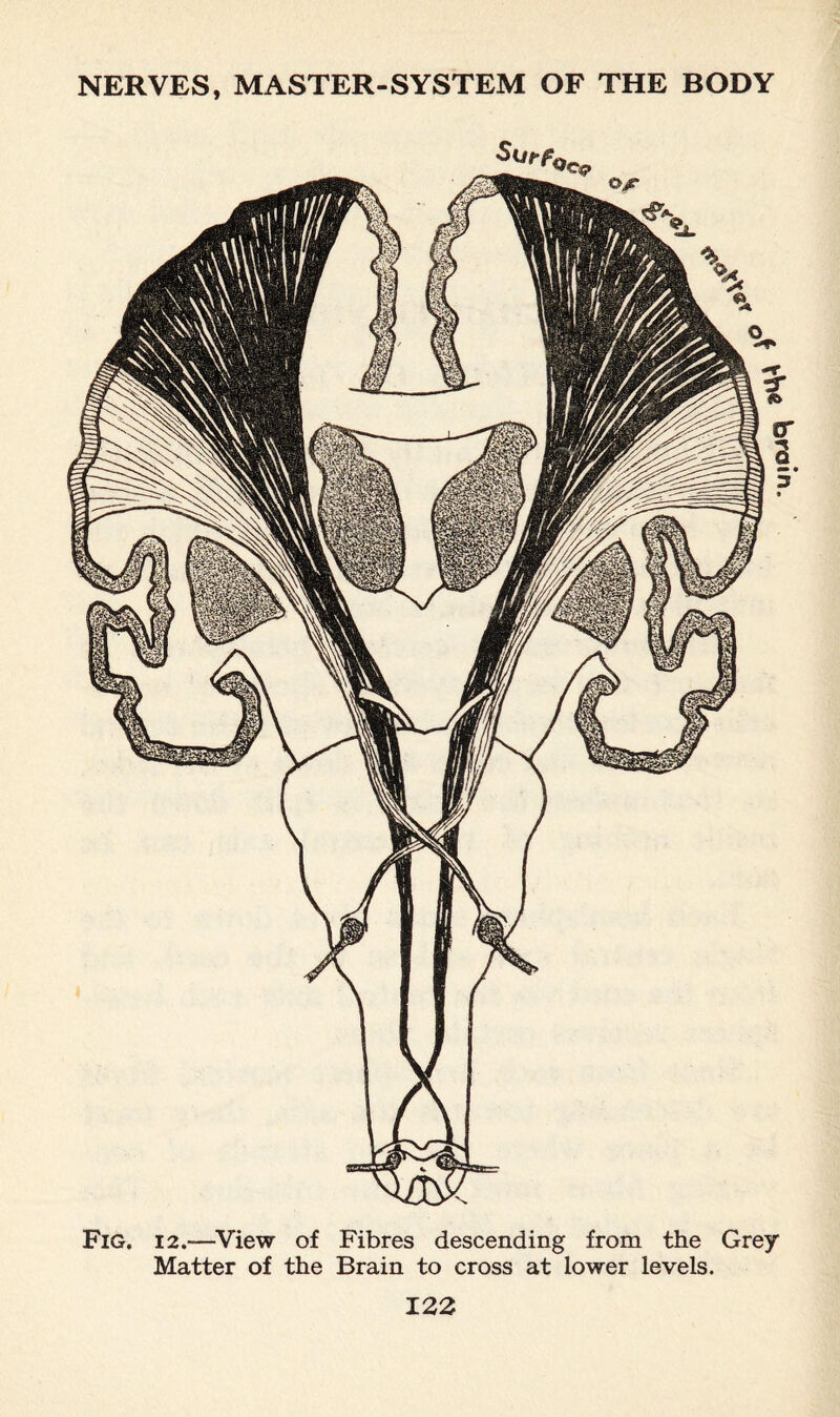 Surfi OC9 Fig. 12.—View of Fibres descending from the Grey Matter of the Brain to cross at lower levels.