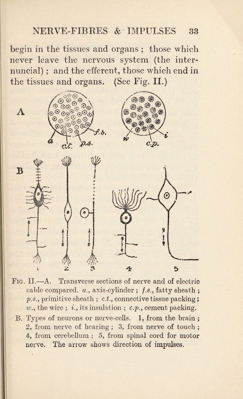 begin in the tissues and organs ; those which never leave the nervous system (the inter- nuncial) ; and the efferent, those which end in the tissues and organs. (See Fig. II.) A Fig. II.—A. Transverse sections of nerve and of electric cable compared, a., axis-cylinder ; f.s., fatty sheath ; p.s., primitive sheath ; c.t., connective tissue packing; iv., the wire ; i., its insulation ; c.p., cement packing. B. Types of neurons or nerve-cells. 1, from the brain ; 2, from nerve of hearing ; 3, from nerve of touch ; 4, from cerebellum ; 5, from spinal cord for motor nerve. The arrow shows direction of impulses.