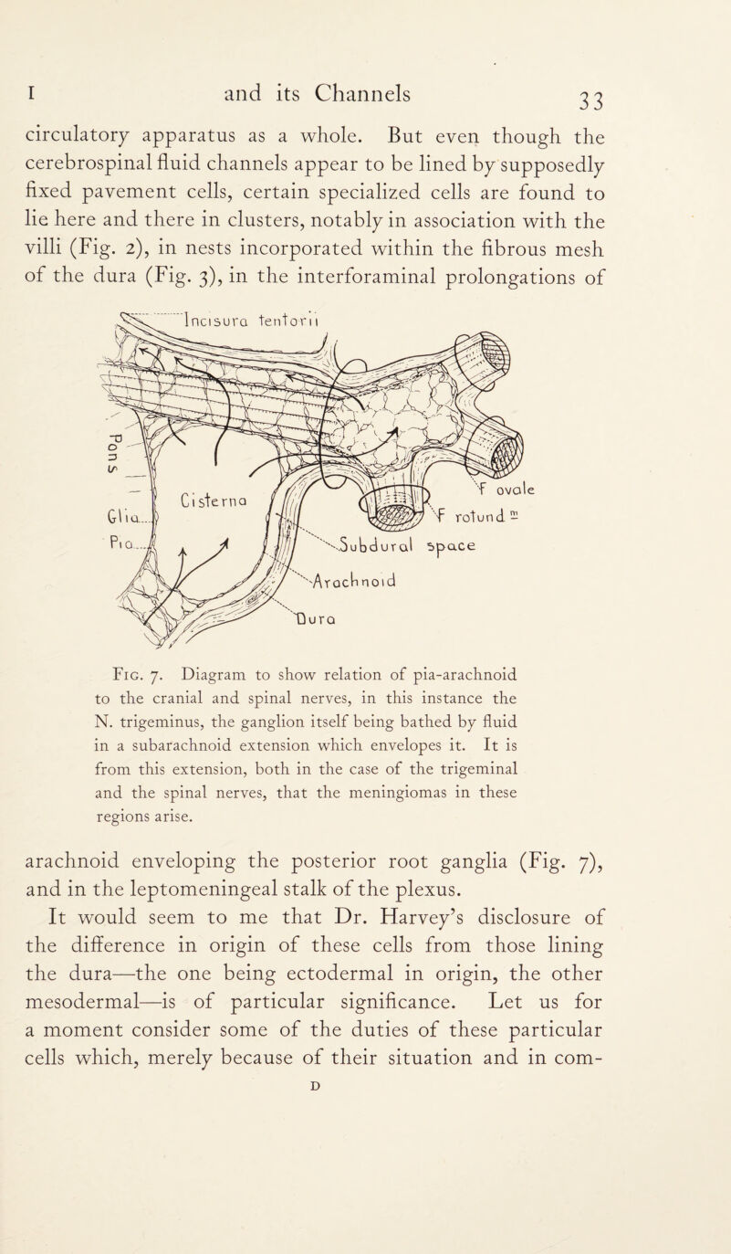 circulatory apparatus as a whole. But even though the cerebrospinal fluid channels appear to be lined by supposedly fixed pavement cells, certain specialized cells are found to lie here and there in clusters, notably in association with the villi (Fig. 2), in nests incorporated within the fibrous mesh of the dura (Fig. 3), in the interforaminal prolongations of Fig. 7. Diagram to show relation of pia-arachnoid to the cranial and spinal nerves, in this instance the N. trigeminus, the ganglion itself being bathed bp fluid in a subarachnoid extension which envelopes it. It is from this extension, both in the case of the trigeminal and the spinal nerves, that the meningiomas in these regions arise. arachnoid enveloping the posterior root ganglia (Fig. 7), and in the leptomeningeal stalk of the plexus. It would seem to me that Dr. Harvey’s disclosure of the difference in origin of these cells from those lining the dura—the one being ectodermal in origin, the other mesodermal—is of particular significance. Let us for a moment consider some of the duties of these particular cells which, merely because of their situation and in com- D