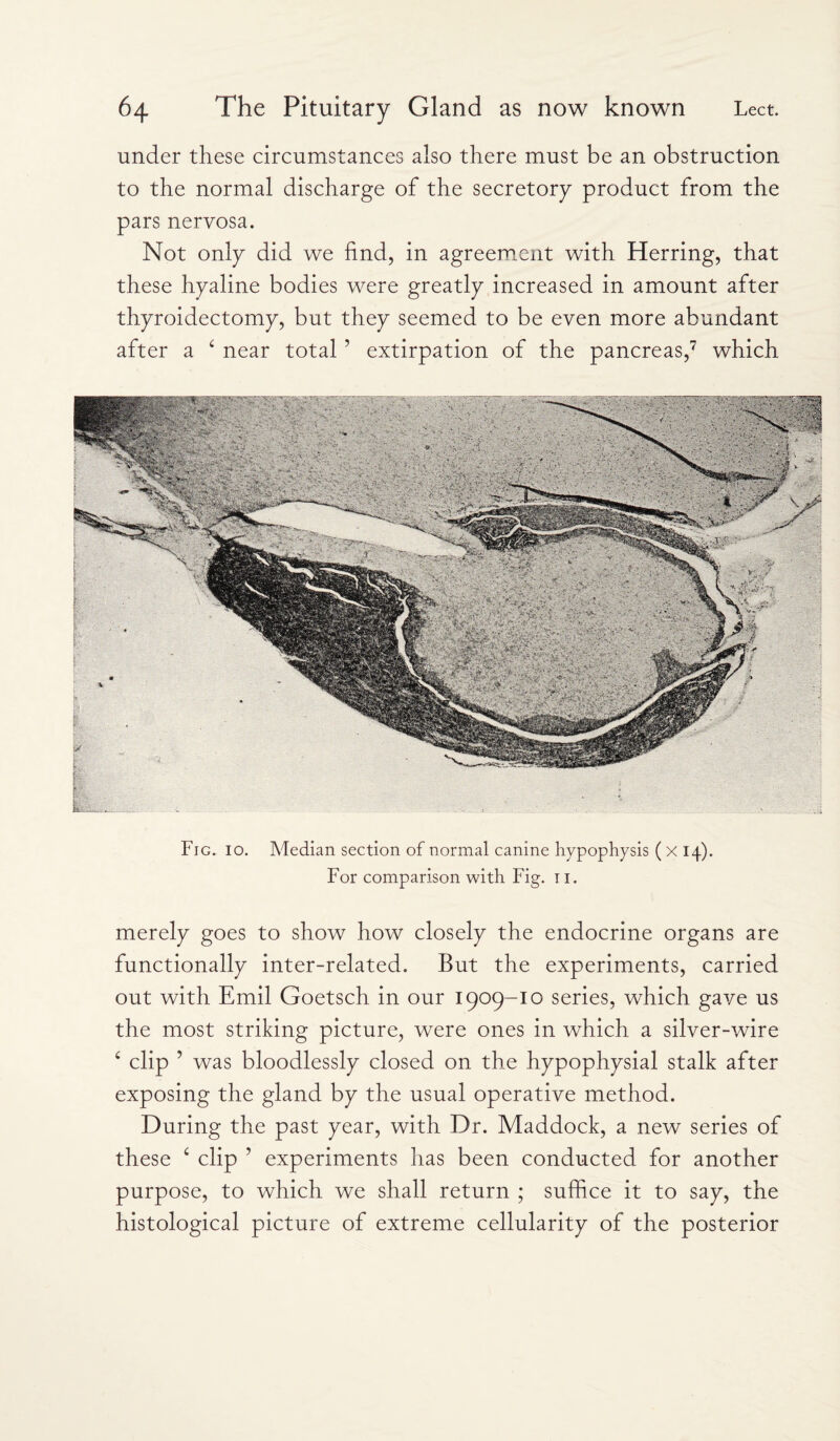 under these circumstances also there must be an obstruction to the normal discharge of the secretory product from the pars nervosa. Not only did we find, in agreement with Herring, that these hyaline bodies were greatly increased in amount after thyroidectomy, but they seemed to be even more abundant after a ‘ near total 5 extirpation of the pancreas,7 which Fig. 10. Median section of normal canine hypophysis (x 14). For comparison with Fig. 11. merely goes to show how closely the endocrine organs are functionally inter-related. But the experiments, carried out with Emil Goetsch in our 1909-10 series, which gave us the most striking picture, were ones in which a silver-wire c clip ’ was bloodlessly closed on the hypophysial stalk after exposing the gland by the usual operative method. During the past year, with Dr. Maddock, a new series of these c clip ’ experiments has been conducted for another purpose, to which we shall return ; suffice it to say, the histological picture of extreme cellularity of the posterior