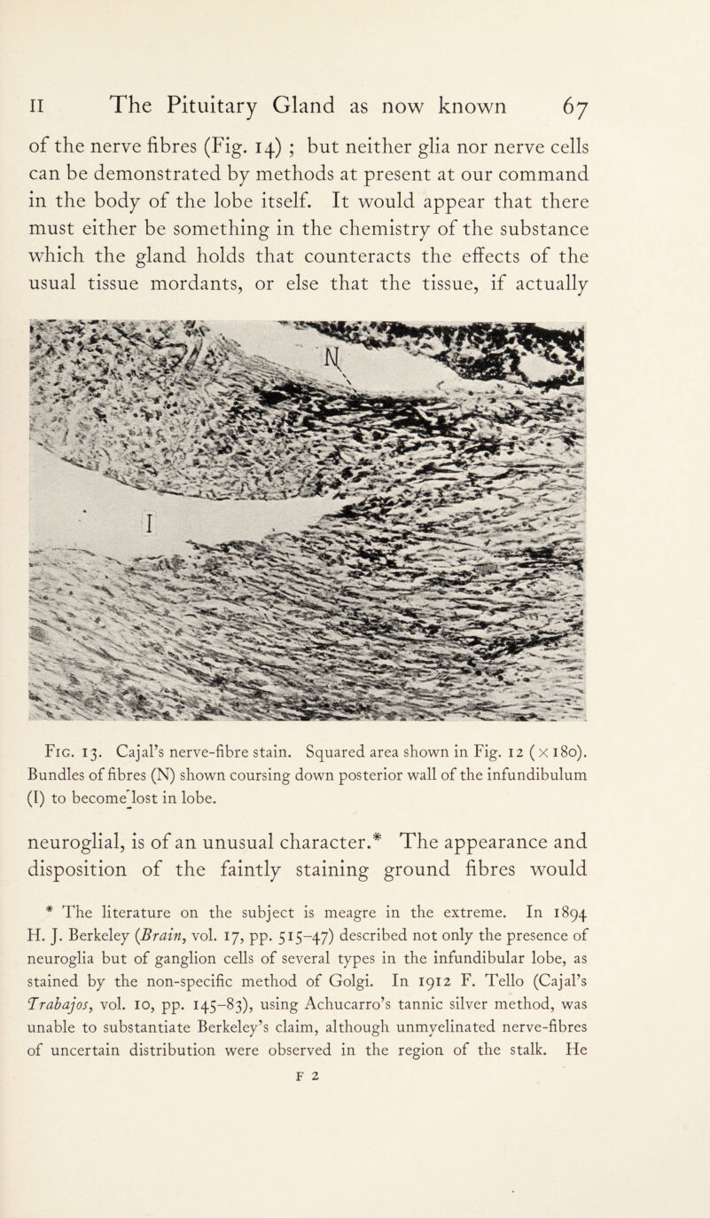 of the nerve fibres (Fig. 14) ; but neither glia nor nerve cells can be demonstrated by methods at present at our command in the body of the lobe itself. It would appear that there must either be something in the chemistry of the substance which the gland holds that counteracts the effects of the usual tissue mordants, or else that the tissue, if actually Fig. 13. Cajal’s nerve-fibre stain. Squared area shown in Fig. 12 ( X 180). Bundles of fibres (N) shown coursing down posterior wall of the infundibulum (I) to become lost in lobe. neuroglial, is of an unusual character.* The appearance and disposition of the faintly staining ground fibres would * The literature on the subject is meagre in the extreme. In 1894 H. J. Berkeley {Brain, vol. 17, pp. 515-47) described not only the presence of neuroglia but of ganglion cells of several types in the infundibular lobe, as stained by the non-specific method of Golgi. In 1912 F. Tello (Cajal’s Trabajos, vol. 10, pp. 145-83), using Achucarro’s tannic silver method, was unable to substantiate Berkeley’s claim, although unmyelinated nerve-fibres of uncertain distribution were observed in the region of the stalk. He