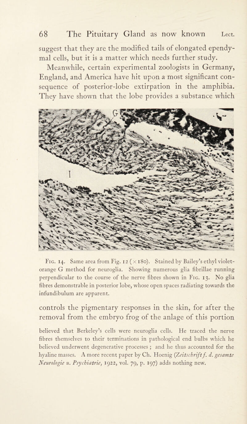 suggest that they are the modified tails of elongated ependy¬ mal cells, but it is a matter which needs further study. Meanwhile, certain experimental zoologists in Germany, England, and America have hit upon a most significant con¬ sequence of posterior-lobe extirpation in the amphibia. They have shown that the lobe provides a substance which Fig. 14. Same area from Fig. 12 ( x 180). Stained by Bailey’s ethyl violet- orange G method for neuroglia. Showing numerous glia fibrillae running perpendicular to the course of the nerve fibres shown in Fig. 13. No glia fibres demonstrable in posterior lobe, whose open spaces radiating towards the infundibulum are apparent. controls the pigmentary responses in the skin, for after the removal from the embryo frog of the anlage of this portion believed that Berkeley’s cells were neuroglia cells. Fie traced the nerve fibres themselves to their terminations in pathological end bulbs which he believed underwent degenerative processes; and he thus accounted for the hyaline masses. A more recent paper by Ch. Floenig (Zeitschriftf. d. gesamte Neurologie u. Psychiatrie, 1922, vol. 79, p. 197) adds nothing new.