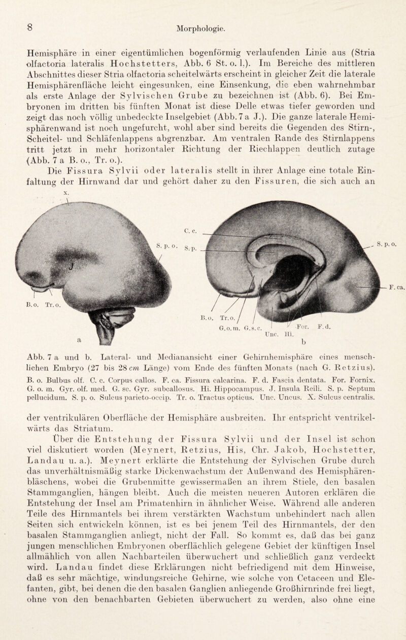 Hemisphäre in einer eigentümlichen bogenförmig verlaufenden Linie aus (Stria olfactoria lateralis Hochstetters, Abb. 6 St. o. 1.). Im Bereiche des mittleren Abschnittes dieser Stria olfactoria scheitelwärts erscheint in gleicher Zeit die laterale Hemisphärenfläche leicht eingesunken, eine Einsenkung, die eben wahrnehmbar als erste Anlage der Sylvischen Grube zu bezeichnen ist (Abb. 6). Bei Em¬ bryonen im dritten bis fünften Monat ist diese Delle etwas tiefer geworden und zeigt das noch völlig unbedeckte Inselgebiet (Abb. 7 a J.). Die ganze laterale Hemi¬ sphärenwand ist noch ungefurcht, wohl aber sind bereits die Gegenden des Stirn-, Scheitel- und Schläfenlappens abgrenzbar. Am ventralen Bande des Stirnlappens tritt jetzt in mehr horizontaler Bichtung der Biechlappen deutlich zutage (Abb. 7 a B. o., Tr. o.). Die Fissura Sylvii oder lateralis stellt in ihrer Anlage eine totale Ein¬ faltung der Hirnwand dar und gehört daher zu den Fissuren, die sich auch an X. Abb. 7 a und b. Lateral- und Medianansicht einer Gehirnhemisphäre eines mensch¬ lichen Embryo (27 bis 28 cm Länge) vom Ende des fünften Monats (nach G. Betzius). B. o. Bulbus olf. C. c. Corpus callos. F. ca. Fissura calcarina. F. d. Fascia dentata. For. Fornix. G. o. m. Gyr. olf. ined. G. sc. Gyr. subcallosus. Hi. Hippocampus. J. Insula Reili. S. p. Septum pellucidum. S. p. o. Sulcus parieto-occip. Tr. o. Tractus opticus. Unc. Uncus. X. Sulcus centralis. der ventrikulären Oberfläche der Hemisphäre ausbreiten. Ihr entspricht ventrikel- wärts das Striatum. Über die Entstehung der Fissura Sylvii und der Insel ist schon viel diskutiert worden (Meynert, Betzius, His, Chr. Jakob, Hochstetter, Landau u. a.). Meynert erklärte die Entstehung der Sylvischen Grube durch das unverhältnismäßig starke Dickenwachstum der Außenwand des Hemisphären¬ bläschens, wobei die Grubenmitte gewissermaßen an ihrem Stiele, den basalen Stammganglien, hängen bleibt. Auch die meisten neueren Autoren erklären die Entstehung der Insel am Primatenhirn in ähnlicher Weise. Während alle anderen Teile des Hirnmantels bei ihrem verstärkten Wachstum unbehindert nach allen Seiten sich entwickeln können, ist es bei jenem Teil des Hirnmantels, der den basalen Stammganglien anliegt, nicht der Fall. So kommt es, daß das bei ganz jungen menschlichen Embryonen oberflächlich gelegene Gebiet der künftigen Insel allmählich von allen Nachbarteilen überwuchert und schließlich ganz verdeckt wird. Landau findet diese Erklärungen nicht befriedigend mit dem Hinweise, daß es sehr mächtige, windungsreiche Gehirne, wie solche von Cetaceen und Ele¬ fanten, gibt, bei denen die den basalen Ganglien anliegende Großhirnrinde frei liegt, ohne von den benachbarten Gebieten überwuchert zu werden, also ohne eine