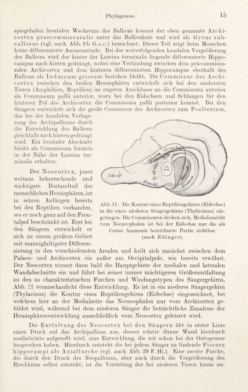 spiegelnden frontalen Waclistuin des Balkens kommt der oben genannte Ar chi¬ cort ex praecommissnralis unter das Balkenknie und wird als Gyrus snb- callosns (vgl. auch Abb. 9b G.s.c.) bezeichnet. Dieser Teil zeigt beim Menschen keine differenzierte Ammonsrinde. Bei der weiterfolgenden kaudalen Vergrößerung des Balkens wird der hinter der Lamina terminalis liegende differenzierte Hippo- campns nach hinten gedrängt, wobei eine Verbindung zwischen dem präcommissu- ralen Archicortex und dem hinteren differenzierten Hippocampus oberhalb des Balkens als Indiisenm grisenm bestehen bleibt. DieCommissnr des Archi¬ cortex zwischen den beiden Hemisphären entwickelt sich bei den niedersten Tieren (Amphibien, Beptilien) im engsten Anschliisse an die Commissura anterior als Commissura pallii anterior, wozu bei den Eidechsen und Schlangen für den hinteren Pol des Archicortex die Commissura pallii posterior kommt. Bei den Säugern entwickelt sich die große Commissnr des Archicortex zum Psalterium, das bei der kaudalen Verlage¬ rung des Archipalliums durch die Entwicklung des Balkens gleichfalls nach hinten gedrängt wird. Ein frontaler Abschnitt bleibt als Commissura fornicis in der Nähe der Lamina ter¬ minalis erhalten. Der Neocortex, jener weitaus beherrschende und wichtigste Bestandteil der menschhchen Hemisphären, ist in seinen Anfängen bereits bei den Heptihen vorhanden, wo er noch ganz auf den Fron¬ talpol beschränkt ist. Erst bei den Säugern entwickelt er sich zu einem großem Gebiet mit mannigfaltigster Differen¬ zierung in den verschiedensten Arealen und keilt sich zunächst zwischen dem Palaeo- und Archicortex ein außer am Occipitalpole, wie bereits erwähnt. Der Neocortex nimmt dann bald die Hauptgebiete der medialen und lateralen Wandabschnitte ein und führt bei seiner immer mächtigeren Größenentfaltung zu den so charakteristischen Furchen und Windungstypen des Säugergehirns. Abb. 11 veranschauhcht diese Entwicklung. Es ist in ein niederes Säugergehirn (Thylacinus) die Kontur eines Heptihengehirns (Eidechse) eingezeichnet, bei welchem hier an der Medialseite das Neencephalon nur vom Archicortex ge¬ bildet wird, während bei dem niederen Säuger die beträchtliche Zunahme der Hemisphärenentwicklung ausschließlich vom Neocortex geleistet wird. Abb. 11. Die Kontur eines Reptiliengehirns (Eidechse) in die eines niederen Säugergehirns (Thylacinus) ein¬ getragen. Die Commissuren decken sich, Medialansicht vom Neencephalon ist bei der Eidechse nur die als Cornu Ammonis bezeichnete Partie sichtbar (nach Edinger). Die Entfaltung des Neocortex bei den Säugern übt in erster Linie einen Druck auf das Archipallinm ans, dessen relativ dünne Wand hierdurch medialwärts aufgerollt wird, eine Entwicklung, die wir schon bei der Ontogenese besprochen haben. Hierdurch entsteht die bei jedem Säuger zu findende Eissura hippocampi als Axialfurche (vgl. auch Abb. 29 F. Hi.). Eine zweite Furche, die durch den Druck des Neopalliums, aber auch durch die Vergrößerung des Riechhirns selbst entsteht, ist die Vertiefung der bei niederen Tieren kaum an-