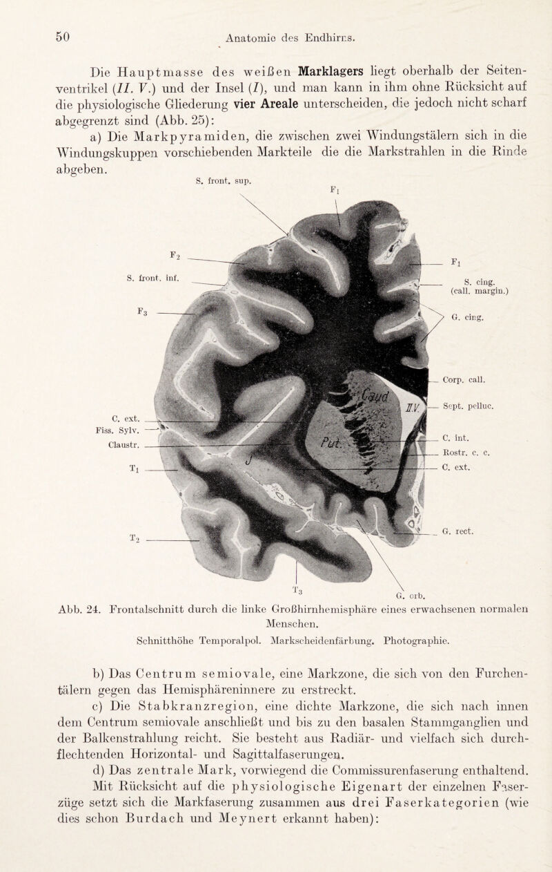 Die Hauptmasse des weißen Marklagers liegt oberhalb der Seiten¬ ventrikel {11. V.) und der Insel (Z), und man kann in ihm ohne Eücksicht auf die physiologische Gliederung vier Areale unterscheiden, die jedoch nicht scharf abgegrenzt sind (Abb. 25): a) Die Markpyramiden, die zmschen zwei Windungstälern sich in die Windungskuppen vorschiebenden Markteile die die Markstrahlen in die Kinde abgeben. G. orb. Abb. 24. Erontalschnitt durch die linke Großhirnhemisphäre eines erwachsenen normalen Menschen. Schnitthöhe Temporalpol. Markscheidenfärbung. Photographie. Corp. call. S. front, inf. Fl S. cing. (call, margin.) G. cing. C. ext. Fiss. Sylv. Claustr. Ti Sept. pelluc. G, rect. C, int. Uostr. c. c. C. ext. b) Das Centrum semiovale, eine Markzone, die sich von den Furchen¬ tälern gegen das Hemisphäreninnere zu erstreckt. c) Die Stabkranzregion, eine dichte Markzone, die sich nach innen dem Centrum semiovale anschließt und bis zu den basalen Stammganglien und der Balkenstrahlung reicht. Sie besteht aus Kadiär- und vielfach sich durch¬ flechtenden Horizontal- und Sagittalfaserungen. d) Das zentrale Mark, vorwiegend die Commissurenfaserung enthaltend. Mit Rücksicht auf die physiologische Eigenart der einzelnen Faser¬ züge setzt sich die Markfaserung zusammen aus drei Faserkategorien (wie dies schon Bur dach und Meynert erkannt haben):