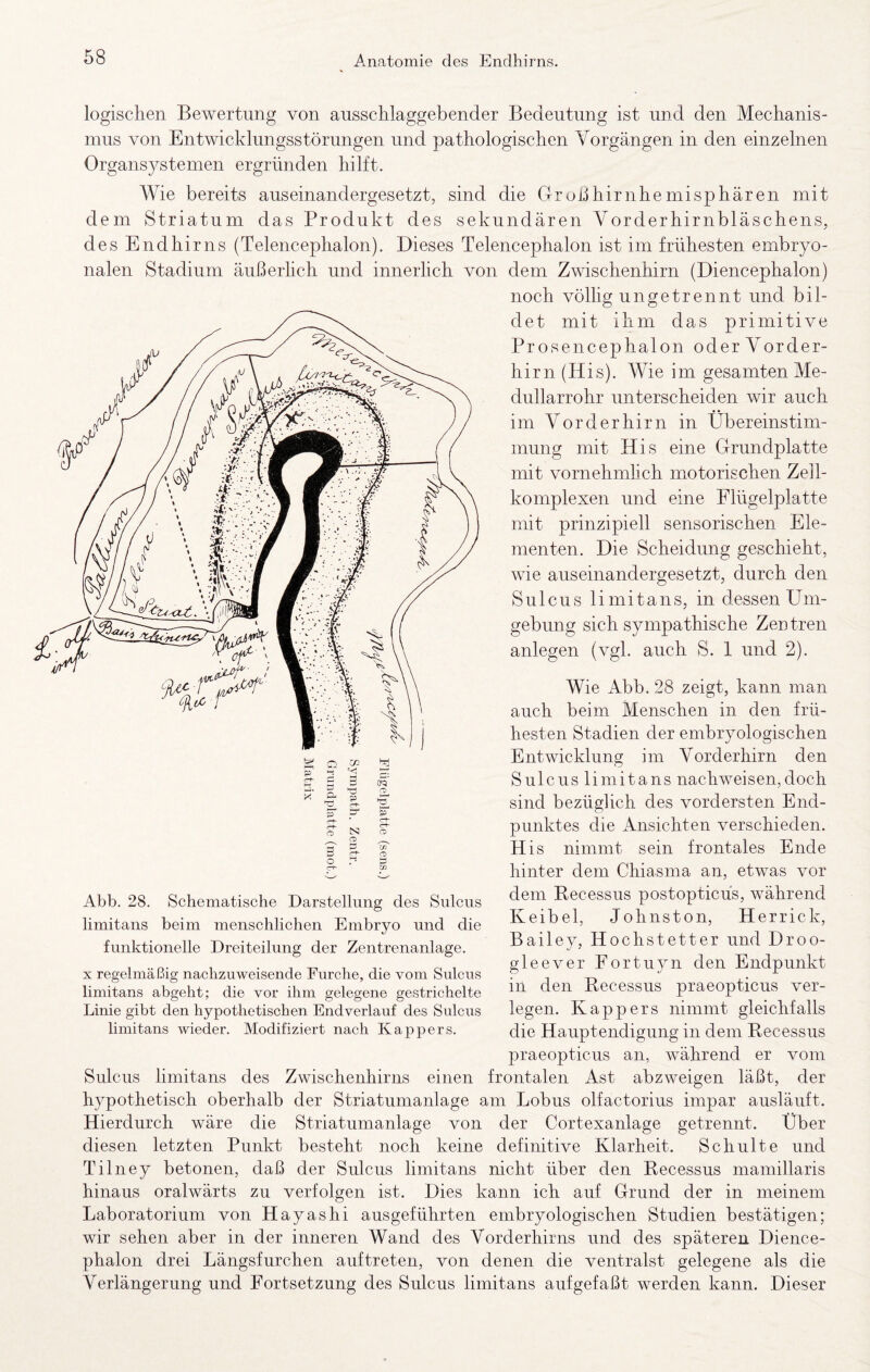 logischen Bewertung von ausschlaggebender Bedeutung ist und den Mechanis¬ mus von Entwicklnngsstörungen und pathologischen Vorgängen in den einzelnen Organsystemen ergründen hilft. Wie bereits auseinandergesetzt, sind die OruÜhirnhemisphären mit dem Striatum das Produkt des sekundären Vorderhirnbläschens, des Endhirns (Telencephalon). Dieses Telencephalon ist im frühesten embryo¬ nalen Stadium äußerlich und innerlich von dem Zwischenhirn (Diencephalon) noch völlig ungetrennt und bil¬ det mit ihm das primitive Prosencephalon oder Vorder¬ hirn (His). Wie im gesamten Me- dullarrohr unterscheiden wir auch im Vorderhirn in Übereinstim¬ mung mit His eine Grundplatte mit vornehmlich motorischen Zell¬ komplexen und eine Flügelplatte mit prinzipiell sensorischen Ele¬ menten. Die Scheidung geschieht. gebung sich sympathische Zentren anlegen (vgl. auch S. 1 und 2). Wie Abb. 28 zeigt, kann man auch beim Menschen in den frü¬ hesten Stadien der embryologischen Entwicklung im Vorderhirn den Sulcus limitans nachweisen,doch sind bezüglich des vordersten End¬ punktes die Ansichten verschieden. His nimmt sein frontales Ende hinter dem Chiasma an, etwas vor dem Recessus postopticüs, während Keibel, Johnston, Herrick, Bailey, Hochstetter und Droo- gleever Fortuyn den Endpunkt in den Recessus praeopticus ver¬ legen. Kappers nimmt gleichfalls die Hauptendignng in dem Recessus praeopticus an, während er vom Sulcus limitans des Zwischenhirns einen frontalen Ast abzweigen läßt, der hypothetisch oberhalb der Striatumanlage am Lobus olfactorius impar ausläuft. Hierdurch wäre die Striatumanlage von der Cortexanlage getrennt. Über diesen letzten Punkt besteht noch keine definitive Klarheit. Schulte und Tilney betonen, daß der Sulcus limitans nicht über den Recessus mamillaris hinaus oralwärts zu verfolgen ist. Dies kann ich auf Grund der in meinem Laboratorium von Hayashi ausgeführten embryologischen Studien bestätigen; wir sehen aber in der inneren Wand des Vorderhirns und des späteren Dience¬ phalon drei Längsfurchen auftreten, von denen die ventralst gelegene als die Verlängerung und Fortsetzung des Sulcus limitans auf gef aßt werden kann. Dieser wie auseinandergesetzt, durch den Sulcus limitans, in dessen Um¬ Abb. 28. Schematische Darstellung des Sulcus limitans beim menschlichen Embryo und die funktionelle Dreiteilung der Zentrenanlage. X regelmäßig nachzuweisende Furche, die vom Sulcus limitans abgeht; die vor ihm gelegene gestrichelte Linie gibt den hypothetischen Endverlauf des Sulcus limitans wieder. Modifiziert nach Kappers.