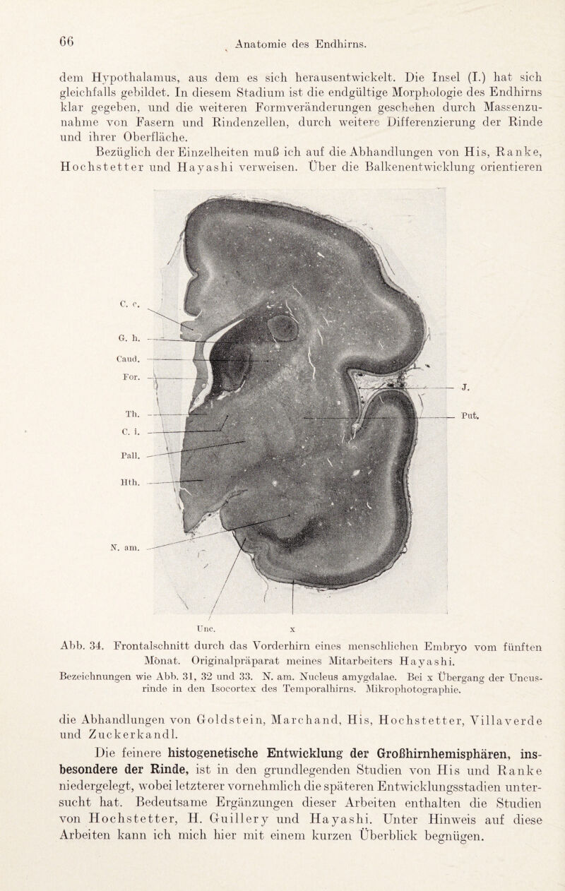 dem Hypothalamus, aus dem es sich herausentwickelt. Die Insel (I.) hat sich gleichfalls gebildet. In diesem Stadium ist die endgültige Morphologie des Endhirns klar gegeben, und die weiteren Formveränderungen geschehen durch Massenzu¬ nahme von Fasern und Kindenzellen, durch weitere Differenzierung der Rinde und ihrer Oberfläche. Bezüglich der Einzelheiten muß ich auf die Abhandlungen von His, Ranke, Hochstetter und Hayashi verweisen. Über die Balkenentwicklung orientieren Unc. Abb. 34. Frontalschnitt durch das Vorderhirn eines menschlichen Embryo vom fünften Monat. Originalpräparat meines Mitarbeiters Hayashi. Bezeichnungen wie Abb. 31, 32 und 33. N. am. Nucleus amygdalae. Bei x Übergang der Uncus- rinde in den Isocortex des Temporalhirns. Mikrophotographie. C. c. G. h. Caud. For. Th. C. i. Pall. Hth. - J. -Put. N. am. die Abhandlungen von Ooldstein, Marchand, His, Hochstetter, Villaverde und Zuckerkandl. Die feinere histogenetische Entwicklung der Großhirnhemisphären, ins¬ besondere der Rinde, ist in den grundlegenden Studien von His und Ranke niedergelegt, wobei letzterer vornehmlich die späteren Entwicklungsstadien unter¬ sucht hat. Bedeutsame Ergänzungen dieser Arbeiten enthalten die Studien von Hochstetter, H. Guillery und Hayashi. Unter Hinweis auf diese Arbeiten kann ich mich hier mit einem kurzen Überblick begnügen.