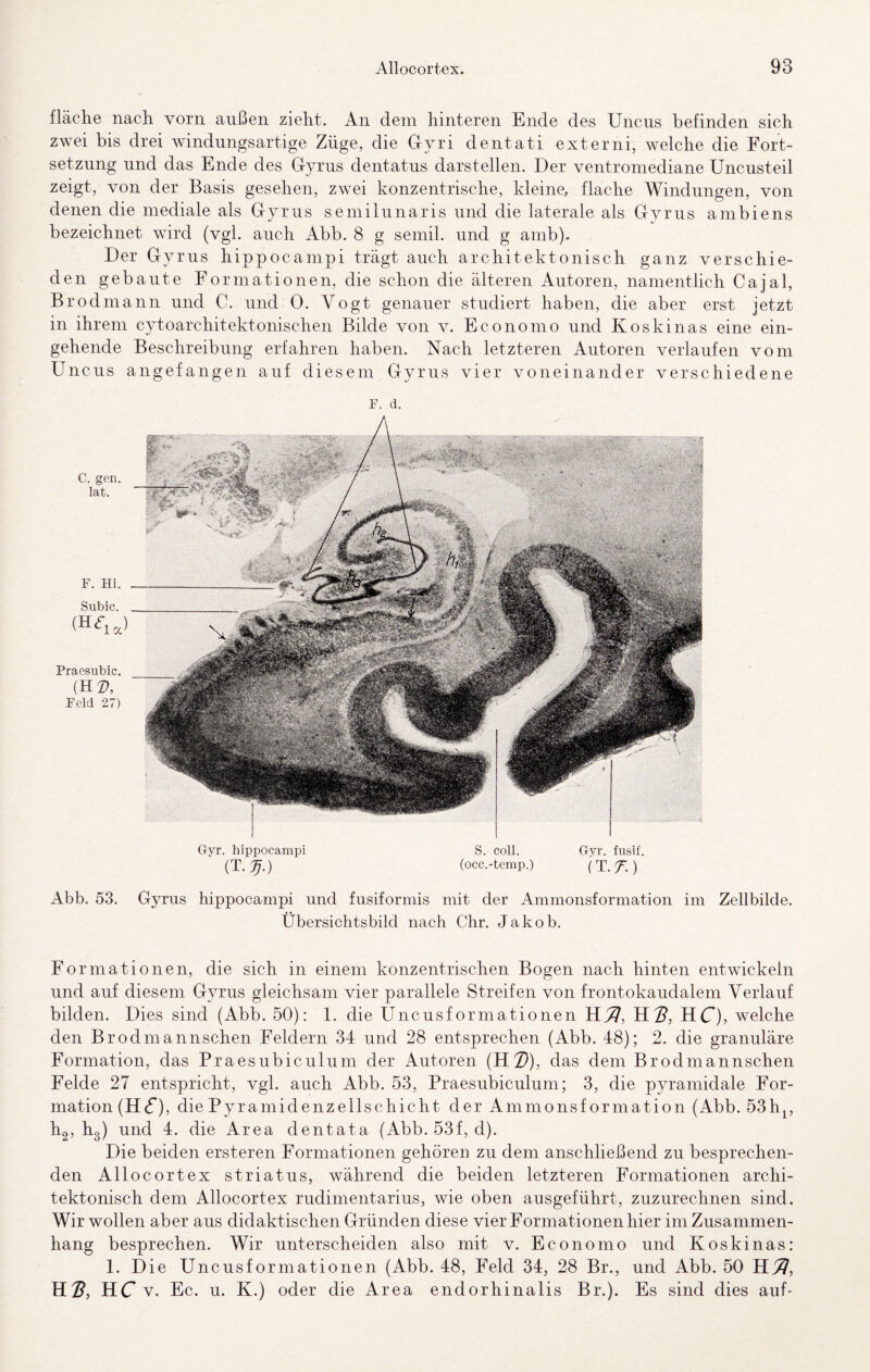 fläclie nacli vorn außen zieht. An dem hinteren Ende des Uncns befinden sich zwei bis drei windungsartige Züge, die Gyri dentati externi, welche die Fort¬ setzung und das Ende des Gyrus dentatus darstellen. Der ventromediane Uncusteil zeigt, von der Basis gesehen, zwei konzentrische, kleine, flache Windungen, von denen die mediale als Gyrus semilunaris und die laterale als Gyrus ambiens bezeichnet wird (vgl. auch Abb. 8 g semil. und g amb). Der Gyrus hippocampi trägt auch architektonisch ganz verschie¬ den gebaute Formationen, die schon die älteren Autoren, namentlich Cajal, Brodmann und C. und 0. Vogt genauer studiert haben, die aber erst jetzt in ihrem cytoarchitektonischen Bilde von v. Economo und Koskinas eine ein¬ gehende Beschreibung erfahren haben. Nach letzteren Autoren verlaufen vom Uncns angefangen auf diesem Gyrus vier voneinander verschiedene C. gen. lat. F. Hi. Subic. Praosubic. (HZ), Feld 27) F. d. Gyr. hippocampi (T. S. coli. Gyr. fusif. (occ.-temp.) ( T. y.) Abb. 53. Gyrus hippocampi und fusiformis mit der Ammonsformation im Zellbilde. Übersichtsbild nach Chr. Jakob. Formationen, die sich in einem konzentrischen Bogen nach hinten entwickeln und auf diesem Gyrus gleichsam vier parallele Streifen von frontokaudalem Verlauf bilden. Dies sind (Abb. 50): 1. die Uncusformationen lU^, HC), welche den Brodmannschen Feldern 34 und 28 entsprechen (Abb. 48); 2. die granuläre Formation, das Praesubiculum der Autoren (H2)), das dem Brodmannschen Felde 27 entspricht, vgl. auch Abb. 53, Praesubiculum; 3, die pyramidale For¬ mation (HC), die Pyramidenzellschicht der Ammonsformation (Abb. 53 h^, h2, hg) und 4. die Area dentata (Abb. 53f, d). Die beiden ersteren Formationen gehören zu dem anschließend zu besprechen¬ den Allocortex striatus, während die beiden letzteren Formationen archi¬ tektonisch dem Allocortex rudimentarius, wie oben ausgeführt, zuzurechnen sind. Wir wollen aber aus didaktischen Gründen diese vier Formationen hier im Zusammen¬ hang besprechen. Wir unterscheiden also mit v. Economo und Koskinas: 1. Die Uncusf ormationen (Abb. 48, Feld 34, 28 Br., und Abb. 50 YL71, H^, HC V. Ec. u. K.) oder die Area endorhinalis Br.). Es sind dies auf-