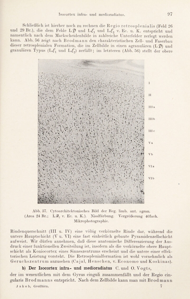 Schließlicli ist hierher noch zu rechnen die Eegio retrosplenialis (Feld 26 und 29 Br.), die dem Felde und und v. Ec. u. K. entspricht und namentlich nach dem Markscheidenhilde in zahlreiche Unterfelder zerlegt werden kann. Abb. 56 zeigt nach Brodmann den charakteristischen Zell- und Faserban dieser retrosplenialen Formation, die im Zellbilde in einen agranuläreu (L^)) und granulären Typus (L(fi und LUo) zerfällt; im letzteren (Abb. 56) stellt der obere I II lila III b nie Va Vb Via VI b Abb. 57. Cytoarchitektonisches Bild der Reg. limb. ant. agran. (Area 24 Br.; Jj^.2 Bc. u. K.). Nisslfärbung. Vergrößerung 40fach. Mikrophotographie. Rindenquerschnitt (III n. IV) eine völlig verkörnelte Rinde dar, während die untere Hauptschicht (V u. VI) eine fast einheitlich gebaute Pyramidenzellschicht aufweist. Wir dürfen annehmen, daß diese anatomische Differenzierung der Aus¬ druck einer funktionellen Zweiteilung ist, insofern als die verkörnelte obere Haupt¬ schicht als Koniocortex eines Sinneszentrums erscheint und die untere einer effek- torischen Leistung vorsteht. Die Retrosplenialformation ist wohl vornehmlich als Greruchszentnim anzusehen (Caial, Henschen, v. Economo und Koskinas). b) Der Isocortex infra- und medioradiatus C. und 0. Vogts, der im wesentlichen mit dem Gyrus cinguh zusammenfällt und der Regio cin- gularis Brodmanns entspricht. Nach dem Zellbilde kann man mit Brodmann Jakob, Großhirn. 7