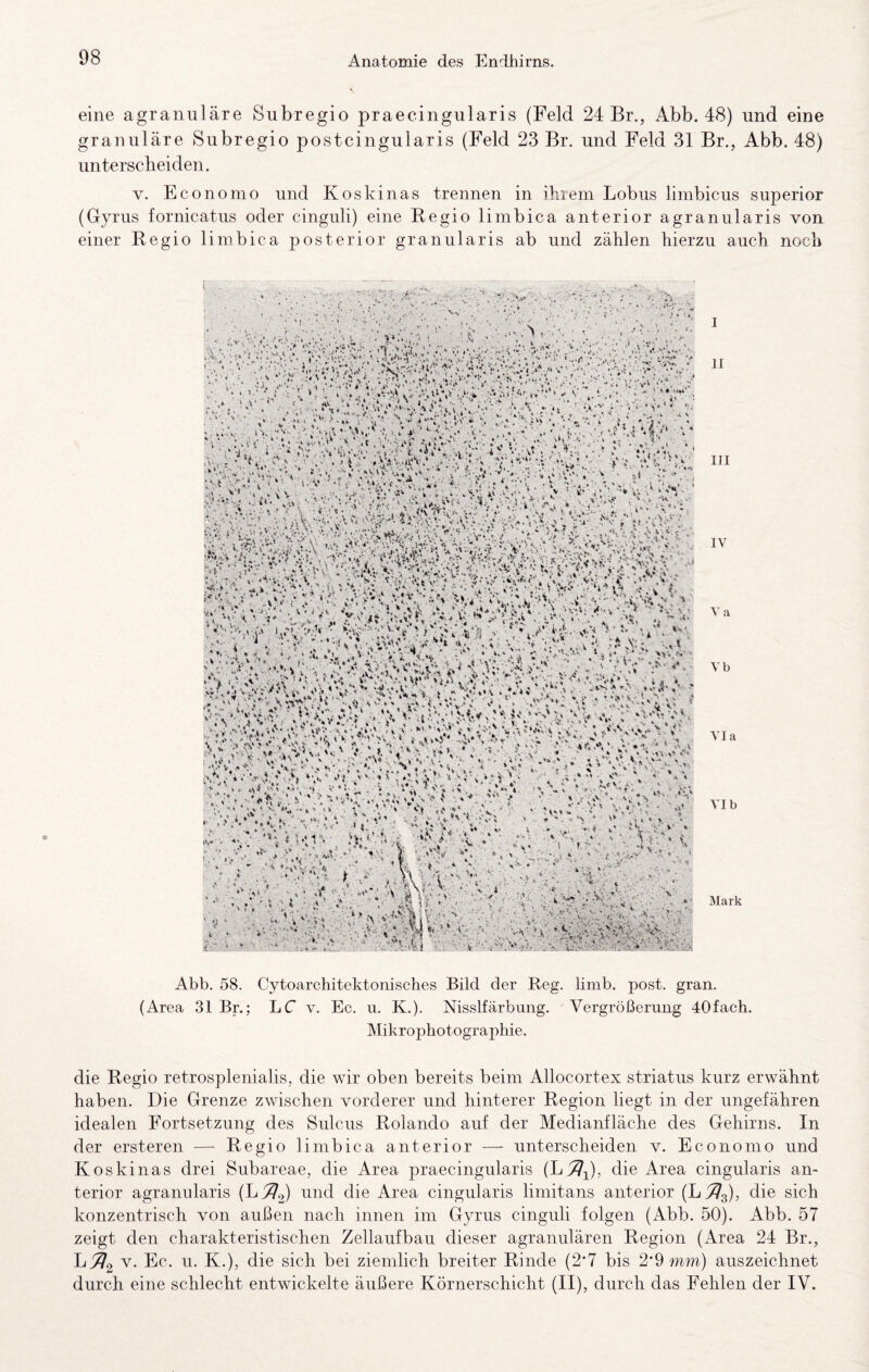 eine agranuläre Subregio praecingularis (Feld 24 Br., Abb. 48) und eine granuläre Subregio postcingularis (Feld 23 Br. und Feld 31 Br., Abb. 48) unterscheiden. V. Economo und Koskinas trennen in ihrem Lohns limbicus superior (Gyrus fornicatus oder cinguli) eine Regio limbica anterior agranularis von einer Regio limbica posterior granularis ab und zählen hierzu auch noch I II UI IV Va Vb via VI b Mark Abb. 58. Cytoarchitektonisches Bild der Reg. limb. post. gran. (Area 31 Br.; LC v. Ec. u. K.). Nisslfärbung. Vergrößerung 40fach. Mikrophotographie. die Regio retrosplenialis, die wir oben bereits beim Allocortex striatus kurz erwähnt haben. Die Grenze zwischen vorderer und hinterer Region hegt in der ungefähren idealen Fortsetzung des Sulcus Rolando auf der Medianfläche des Gehirns. In der erst ereil — Regio limbica anterior — unterscheiden v. Economo und Koskinas drei Suhareae, die Area praecingularis die Area cingularis an¬ terior agranularis und die Area cingularis limitans anterior (L^g), die sich konzentrisch von außen nach innen im Gyrus cinguli folgen (Abh. 50). Abb. 57 zeigt den charakteristischen Zellaufhau dieser agranulären Region (Area 24 Br., V. Ec. 11. K.), die sich bei ziemlich breiter Rinde (2*7 bis 2’9 mm) auszeichnet durch eine schlecht entwickelte äußere Körnerschicht (II), durch das Fehlen der IV.