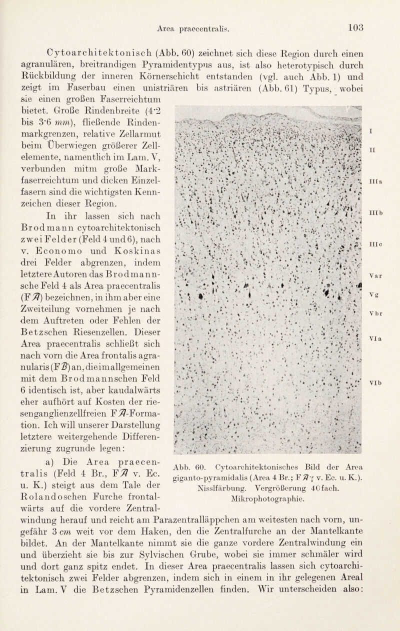 Area praecentralis. 'AH ' V“ ••: t ♦^y i Xn'^ 'V^, ‘'>’. '?■ i k. ■*. V A' •« r'A^ vV *it .86- M< ‘^i:i ^, f \%' K'^ ' ♦ y y <»• .>.' -r A i i 4' ■' . .*< • •'» • V.' s '»■. V~ < a v:-\ '•S V- *L l-j-e 1-^' V / 4 4-' .X ■< « *4 •. \P * *1. , 4 '■ *> - » iH -/ ■ <1 • *« *i V , If.v i4 ^ • av- «V«'f ,* * * •• \’k n* ♦ %j .f * * ; % vl * , f » ■ *>■ 1 , ! ‘ ^'4 »V* 4 f fft‘;. <■ 4‘ - / 4 ■, ‘■‘ y-v ' - *. j* .-*• , * ' .y- X i ,- t .• ..4 * * «, J *. »l ■ I .'t ».i? V'* n'-. < v'l;i *, e, #. f *■ .4:4 r I  ' > y *■ ' * s '4 *4 ir x ^ fc.- * % * , 'i ' f 4 C * t t% v:. ^ .. t 4-* 1»^ ' 13 4 ^ iN ü' ■? ¥* ,.M ^ i» *■ i « *’>» * f 4 - “1 * 4*M '.*V». ►i * ■ • W •■ vr- --4. i >■ .4 ft *4 : 4* ■ <M \X «i Cytoarc hi tektonisch (Abb. 60) zeichnet sich diese Region durch einen agranulären, breitrandigen Pyramidentypus aus, ist also heterotypisch durch Rückbildung der inneren Körnerschicht entstanden (vgl. auch Abb. 1) und zeigt im Faserbau einen imistriären bis astriären (Abb. 61) Typus, wobei sie einen großen Faserreichtum bietet. Große Rindenbreite (4*2 bis 3*6 mm), fheßende Rinden¬ markgrenzen, relative Zellarmut beim Überwiegen größerer Zell¬ elemente, namentlich im Lam. V, verbunden mitm große Mark¬ faserreichtum und dicken Einzel¬ fasern sind die wichtigsten Kenn¬ zeichen dieser Region. In ihr lassen sich nach Brodmann cytoarchitektonisch zwei Felder (Feld4und6), nach V. Economo und Koskinas drei Felder abgrenzen, indem letztere Autoren das Brodmann- sche Feld 4 als Area praecentrahs (Fbezeichnen, in ihm aber eine Zweiteilung vornehmen je nach dem Auftreten oder Fehlen der Betzschen Riesenzellen. Dieser Area praecentrahs schheßt sich nach vorn die Area frontalis agra- nularis (F^) an, die im allgemeinen mit dem Brodmannschen Feld 6 identisch ist, aber kaudalwärts eher aufhört auf Kosten der rie¬ senganglienzellfreien Fi^-Forma- tion. Ich will unserer Darstellung letztere weitergehende Differen¬ zierung zugrunde legen: a) Die Area praecen¬ tralis (Feld 4 Br., Fi^ v. Ec. u. K.) steigt aus dem Tale der Rolando sehen Eurche frontal- wärts auf die vordere Zentral¬ windung herauf und reicht am Parazentralläppchen am weitesten nach vorn, un¬ gefähr 3 cm weit vor dem Haken, den die Zentralfurche an der Mantelkante bildet. An der Mantelkante nimmt sie die ganze vordere Zentralwindung ein und überzieht sie bis zur Sylvischen Grube, wobei sie immer schmäler wird und dort ganz spitz endet. In dieser Area praecentralis lassen sich cytoarchi- tektonisch zwei Felder abgrenzen, indem sich in einem in ihr gelegenen Areal in Lam. V die Betzschen Pyramidenzellen finden. Wir unterscheiden also: t 4r % ■i- ! .' • */ < . i - : «■ . * ’• #< . f?*: ^ J * • i ■*»«■ ‘ '•,.4.,: 4, • * <■ i ^ i' T A. . . ^ '4 f,-• »■* 4 - e ' ■'';,/-< '  Abb. 60. Cvtoarchitektonisches Bild der Area xJ giganto-pyramidalis (Area 4 Br.; Y71^ y. Ec. u. K.). Nisslfärbung. Vergrößerung 40 fach. Mikrophotographie. II II[a Illb III c Var Vg Vbr Via VIb