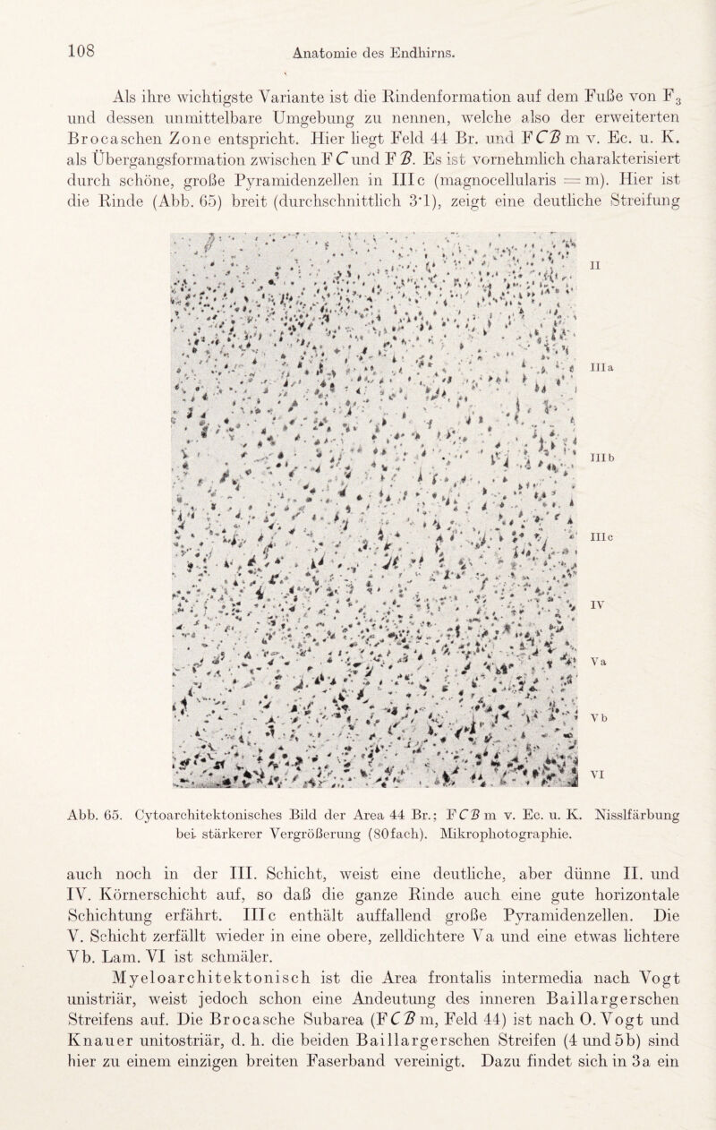 Als ihre wichtigste Variante ist die Rindenformation auf dem Fuße von F3 und dessen unmittelbare Umgebung zu nennen, welche also der erweiterten Brocaschen Zone entspricht. Hier liegt Feld 44 Br. und Fm v. Ec. n. K. als Übergangsformation zwischen F Cund F 'B. Es ist vornehmlich charakterisiert durch schöne, große Pyramidenzellen in IIIc (magnocellularis = m). Hier ist die Rinde (Abb. 65) breit (durchschnittlich 3*1), zeigt eine deutliche Streifung «J ■ ■* , » « * j, » f *** . * .-»****« *^ ■• *♦ *■ % ’ */•*>♦*! 5^ > //*' 44'--h* * » * ^ I • -^L ■ II V* /t «hA*4 *»»/ ,}' * ■ -d/Aiiy#-»ü! ^ A4A‘ /» 4 * * * !»■ * ik ^ L* < /r. * I ...*».. «7 I' * ' * ■ * ^ V, < er* - t '• * I 'f, ♦ **-j| .• *» »-^ 4»o ^ ‘'4 a *5 *• ** * n- k * ■ •4k’ j ^ 4 *' ‘^f *' 4 A ^ V * ’- * » ' *« #.♦ ** * -■ . \ *■# *f ,, # » «#. 4 '■ ' ~ ^ 4 #' _.•• «» ;*• .4 ir ^ 4 ■p'« * • i t # i , ® • * ■ t J J ■» f* 1 M \  lila ä 0 »« * ‘ ’t s * • I # c* • Ä -1 *# »» f A # ■# - 4 ^ J- L' '• ’ f* « • ' A -r^ .5^ ’k ‘ü r t »“V : A 4 * i % A .t # «« 4 * . J, t . i V » j » .' » ^ . «* .* ■ J’ * < k k'» .^4* » » i* i . «' * 4. ,1 A 4 kl*' ^ ^ t 4 ’ ^ % t * # ’ * ‘ i 1 ■' 4 ^. »4 *• 4 *«> , ■■ !t r* . * « -J III b » ^ ^ - 4. ., :*» « •». A '4 * *!' -# % . *  ^ f, .4 ^,■“4.,;, # 0 , * *• # '4;<< - A i« '* '** * . ♦ I**« * k 4 • ft * < *■'■4, h i- , 4 4» ^ ' 4***: ■ % »:« 4*.:;,>>:••' i- 4.-i »»*• * . - , , , ; • ^ . •;-. *' .r.' vi;, -, ■ ' *4,'••■*■■ ■■ - ‘ ‘ •*■ ''.irk 1- .1/J. *4'‘- , IIIC # ^ *■ j 4 9 ’*** A 4 *• /* f>. ■'«« * *» :, ? *>» f' %•: ’J * ** I „'•••* ,*, A /^'* A E . «• » I * 4./ . *. #, . ,* * *■ •■* ' I.. ♦ A* •» ■«’» '# *■ 4 » i« - > - ■$ 5 i . * 4 fi *0: t '* ' # f »’•■' ^ ♦ ’V *, V ^ v'i-» Ai, # ' 44* 4. j ’♦» IV *4 1 • 4 ‘^T* V \ 4 * ^ <4? ■* ■ < » .' «•'* ■ , » «r, 4 ^ ^ AV .^7*^* ’i • A'• '* 4 * A» C*’* • ' ',4' *4 4/) . •'* 4*^** 4 ^ * A . t . ■* 4^* 4r w »I m * !? . *» . . , 4 ^ ’ f ...4 f* ' m ■w. t A *V/ >■  h*'*’%,\'C 4. -H 4.* ' *#- * i ^ if . .. .,, 1 '» ‘*V 4 ^ ^ j 4 'A” A ■■ >f, :i^', 5.., •. i . r ^ * ^ r * Jv 4? -4'. 4.^ * if*'* 4* t. *‘4'''-?'r.. '^1 <’ i ' '^•'’- “ v''^2/'>Ar ;.'*■ ■ .4 - ;• 7^5,», „.&•; Va Vb VI Abb. 65. Cytoarchitektonisches Bild der Area 44 Br.; FC^m v. Ec. u. K. Nisslfärbung bei stärkerer Vergrößerung (SOfaeh). Mikrophotographie. auch noch in der III. Schicht, weist eine deutliche, aber dünne II. und IV. Körnerschicht auf, so daß die ganze Rinde auch eine gute horizontale Schichtung erfährt. III c enthält auffallend große Pyramidenzellen. Hie V. Schicht zerfällt wieder in eine obere, zelldichtere Va und eine etwas lichtere Vb. Lam. VI ist schmäler. Myeloarchitektonisch ist die Area frontalis intermedia nach Vogt imistriär, weist jedoch schon eine Andeutung des inneren Baillargerschen Streifens auf. Die Brocasche Subarea (FCB in, Feld 44) ist nach 0. Vogt und Knauer unitostriär, d. h. die beiden Baillargerschen Streifen (4nnd5b) sind hier zu einem einzigen breiten Faserband vereinigt. Dazu findet sich in 3a ein
