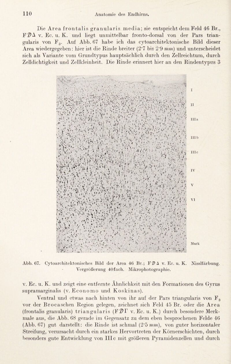 Die Area frontalis granularis media; sie entspricht dem Feld 46 Br., FZ>A V. Ec. u. K. und liegt unmittelbar fronto-dorsal von der Pars trian- gularis von Fg. Auf Abb. 67 habe ich das cytoarchitektonische Bild dieser Area wiedergegeben: liier ist die Binde breiter (2*7 bis 2*9 mm) und unterscheidet sich als Variante vom Grundtypus hauptsächlich durch den Zellreichtum, durch Zelldichtigkeit und Zellkleinheit. Die Binde erinnert hier an den Bindentypiis 3 0 • i-'t/■ ^ --.‘kf...t: „, ‘Vh»',1-• :*v^*1 * ^r'yv /*k b.‘r%v.- fv i ** k'M V ,.4\ . , ■* k .t,* ^ y, . ' ■ . ''t ^ ■ r. J- ». Vk •'■ ■ * * ■'». i I II lila III b III c IV V VI Mark Abb. 67. Cytoarchitektonisches Bild der Area 46 Br.; F 7) A v. Ec. u. K. Vergrößerung 40fach. Alikrophotographie. Nisslfärbung. V. Ec. u. K. und zeigt eine entfernte Ähnlichkeit mit den Formationen des Gyrus supramarginalis (v. Economo und Koskinas). Ventral und etwas nach hinten von ihr auf der Pars triangularis von Fg vor der Br o ca sehen Beginn gelegen, zeichnet sich Feld 45 Br. oder die Area (frontalis granularis) triangularis (F^Z^P v. Ec. u. K.) durch besondere Merk¬ male aus, die Abb. 68 gerade im Gegensatz zu dem eben besprochenen Felde 46 (Abb. 67) gut darstellt: die Binde ist schmal (2*5 mm), von guter horizontaler Streifung, verursacht durch ein starkes Hervortreten der Körnerschichten, durch besonders gute Entwicklung von III c mit größeren Pyramidenzellen und durch