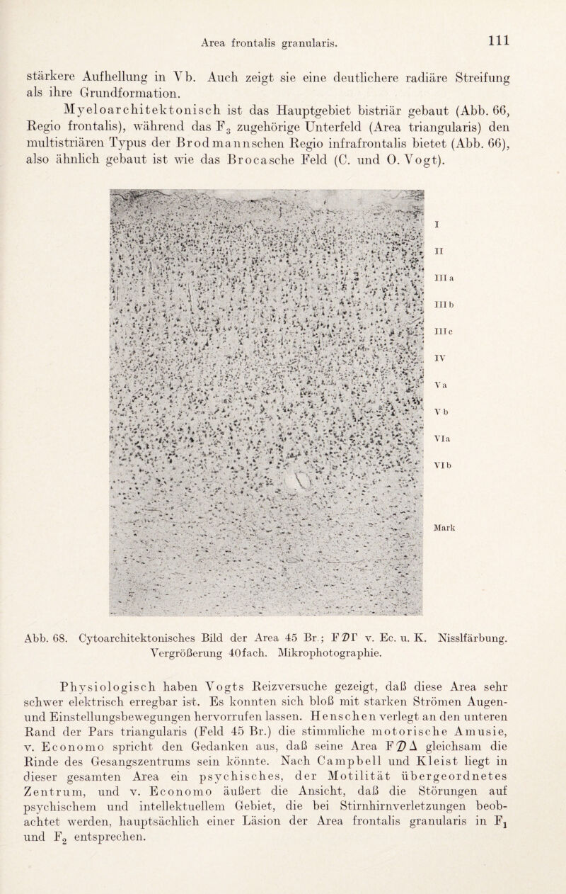 stärkere Aufhellung in Vb. Auch zeigt sie eine deutlichere radiäre Streifung als ihre Grundformation. Myeloarchitektonisch ist das Hauptgebiet bistriär gebaut (Abb. 66, Regio frontalis), während das F3 zugehörige Unterfeld (Area tri angularis) den multistriären Typus der Br od mann sehen Regio infrafrontalis bietet (Abb. 66), also ähnlich gebaut ist wie das Brocasche Feld (C. und 0. Vogt). • •* ‘ * <■ i. ■*r . # >46»^ ^*- ** > - ^ 'S. V ^ . *.7**^;! ^ T*>»■ -2 ‘ ^ «. %t ' ^ ,<«■ , A -‘ - *  ?''' -' Vy '^''« ky*' ^’A» - v < C* A ^ - %?■ ‘ 't 5« y. IA>'y*“^ I II lila III b III c IV Va Vb Via VI b Mark Abb. 68. Cytoarchitektonisches Bild Vergrößerung der Area 45 Br.; F2?r v. Ec. u. 40 fach. Mikrophotographie. K. Nisslfärbung. Physiologisch haben Vogts Reizversuche gezeigt, daß diese Area sehr schwer elektrisch erregbar ist. Es konnten sich bloß mit starken Strömen Augen- und Einstellungsbewegungen hervorrufen lassen. Henschen verlegt an den unteren Rand der Pars triangularis (Feld 45 Br.) die stimmliche motorische Amusie, v. Economo spricht den Gedanken aus, daß seine Area F2^A gleichsam die Rinde des Gesangszentrums sein könnte. Nach Campbell und Kleist liegt in dieser gesamten Area ein psychisches, der Motilität übergeordnetes Zentrum, und v. Economo äußert die Ansicht, daß die Störungen auf psychischem und intellektuellem Gebiet, die bei Stirnhirnverletzungen beob¬ achtet werden, hauptsächlich einer Läsion der Area frontalis granularis in Fj und F2 entsprechen.