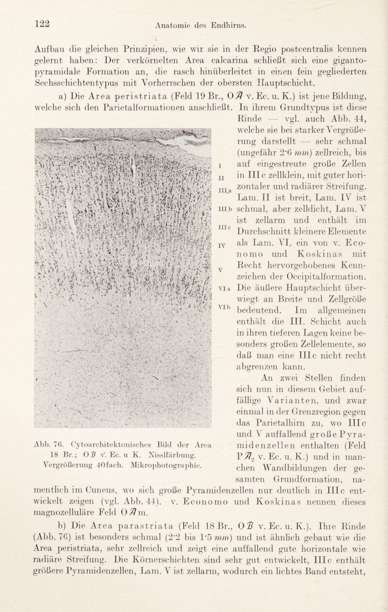 Aufbau die gleichen Prinzipien, wie wir sie in der Regio postcentralis kennen gelernt haben: Der verkörnelten Area calcarina schließt sich eine giganto- pyramidale Formation an, die rasch hiniiberleitet in einen fein gegliederten Sechsschichtentypus mit Vorherrschen der obersten Ilauptschicht. a) Die Area peristriata (Feld 19 Br., 07! v. Ec. u. K.) ist jene Bildung, welche sich den Parietalformationen anschließt. In ihrem Grundtypus ist diese Rinde — vgl. auch Abb. 44, welche sie bei starker Vergröße¬ rung darstellt — sehr schmal (ungefähr 2‘6 mm) zellreich, bis auf ein gestreute große Zellen in III c zellklein, mit guter hori¬ zontaler und radiärer Streifung. Lam. II ist breit, Lam. IV ist schmal, aber zelldicht, Lam. V ist zellarm und enthält im Durchschnitt kleinere Elemente als Lam. VI, ein von v. Eco- nomo und Koskinas mit Recht hervorgehobenes Kenn¬ zeichen der Occipitalformatioii. Die äußere Ilauptschicht über¬ wiegt an Breite und Zellgröße bedeutend. Im allgemeinen enthält die III. Schicht auch in ihren tieferen Lagen keine be¬ sonders großen Zellelemente, so daß man eine III c nicht recht 'c: f'■ 1 II lila III b nie IV V Yla » 4^. ■ • •'- * t ^ A. ' V * ,. ,<s . . .r- ^4-:'‘4-r-.'-'-vV:• ' 1 f • . <•'.‘1-V} 4- jij; « C; ' • ': ■ ■. ^ i 4 ‘‘u*. ... V abgrenzen kann. An zwei Stellen finden sich nun in diesem Gebiet auf¬ fällige Varianten, und zwar einmal in der Grenzregion gegen das Parietalhirn zu, wo III c und V auffallend große P vra- mi de HZ eilen enthalten (Feld PJ^o V. Ec. u. K.) und in man¬ chen Wandbildungen der ge- Abb. 76. Cytoarcliitektonisches Bild der Area 18 Br.; OS v. Ec. ii K. Nisslfärbiing. Vergrößerung 40fach. Mikro23liotographie. samten Grundforniation, na¬ mentlich im Cuneus, wo sich große Pyraniidenzellen nur deutlich in III c ent¬ wickelt zeigen (vgl. Abb. 44). v. Economo und Koskinas nennen dieses magnozelluläre Feld O^m. b) Die Area parastriata (Feld 18 Br., 0 v. Ec. u. K.). Ihre Rinde (Abb. 76) ist besonders schmal (2-2 bis 1*5 mm) und ist ähnlich gebaut wie die Area peristriata, sehr zellreich und zeigt eine auffallend gute horizontale wie radiäre Streifung. Die Körnerschichten sind sehr gut entwickelt, III c enthält größere Pyramidenzellen, Lam. V ist zellarm, wodurch ein lichtes Band entsteht.