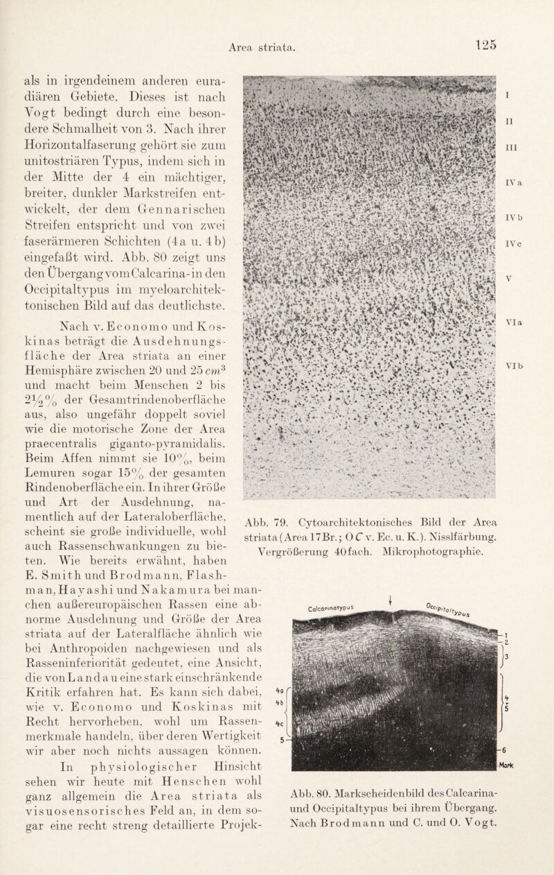 Area striata. ' ,,.vi ^ *. -v 1. • . 1 • '1, >■ ? ‘ ‘ ‘ - * ’ • ^ **.. *<. ■'»* %:• V«.“-»' • • -s*‘i • <1'■ ' i -Tv, l :• '■  ' •  ■ A‘ ' ^ 'lC*V ‘ - '‘f ;■*! r°l 2' II III IV a IV b IVc Via VI b Abb. 79. Cytoarchitektonisches Bild der Area striata (Area 17Br.; 0 C v. Ee. u. K.). Nisslfärbung. Vergrößerung 40fach. Mikrophotographie. als in irgendeinem anderen eiira- diären Gebiete. Dieses ist nacli Vogt bedingt diircli eine beson¬ dere Sclimalheit von 3. Nacli ihrer Horizontalfaserung gehört sie zum unitostriären Typus, indem sich in der Mitte der 4 ein mächtiger, breiter, dunkler Markstreifen ent¬ wickelt, der dem Gen na rischen Streifen entspricht und von zwei faserärmeren Schichten (4a u. 4 b) eingefaßt wird. Abb. 80 zeigt uns den T)bergang vom Calcarina-in den Occipitaltypus im myeloarchitek¬ tonischen Bild auf das deatlichste. Nach V. E c o n 0 m o und K o s- kiiias beträgt die Ausdehnungs¬ fläche der Area striata an einer Hemisphäre zwischen 20 und 25 cm^ und macht beim Menschen 2 his 2tk% Gesamtrindenoberfläche aus, also ungefähr doppelt soviel wie die motorische Zone der Area praecentralis giganto-pyramidalis. Beim Affen nimmt sie 10°^, beim Lemuren sogar 15% der gesamten Rindenoberfläche ein. In ihrer Größe und Art der Ausdehnung, na¬ mentlich auf der Lateraloberfläche, scheint sie große individuelle, wohl auch Rassenschwankungen zu bie¬ ten. Wie bereits erwähnt, haben E. Smith und Brodmann, Fla.sh- man,Havashi und Nakamura bei man- dien außereuropäischen Rassen eine ab¬ norme Ausdehnung und Größe der Area striata auf der Lateralfläche ähnlich wie bei Anthropoiden nachgewiesen und als Rasseninferiorität gedeutet, eine Ansicht, die vonL and au eine stark einschränkende Kritik erfahren hat. Es kann sich dabei, wie V. Econom0 und Koskinas mit Recht hervorheben, wohl um Rassen¬ merkmale handeln, über deren Wertigkeit wir aber noch nichts aussagen können. In physiologischer Hinsicht sehen wir heute mit Henschen wohl ganz allgemein die Area striata als visuosensorisches Feld an, in dem so¬ gar eine recht streng detaillierte Projek- Abb. 80. Markscheidenbild des Calcarina- und Occipitaltypus bei ihrem Übergang. Nach Brodmann und C. und 0. Vogt.