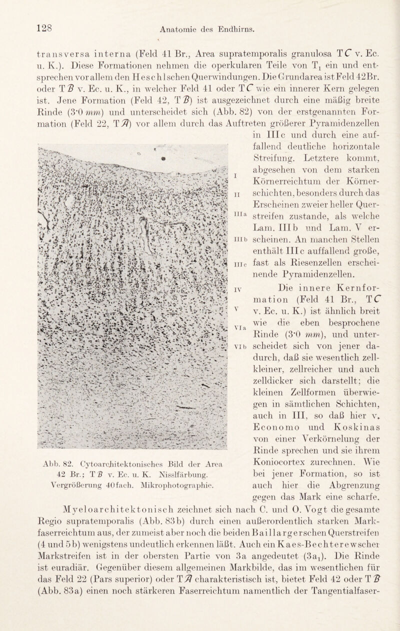 II III b III c transversa interna (Feld 41 Br., Area snpratemporalis granulosa TC v. Ec. II. K.). Diese Formationen nehmen die operkularen Teile von ein nnd ent¬ sprechen vor allem den H e s c h 1 sehen Qiierwindnngen. Die C rundarea ist Feld 42Br. oder v. Ec. n. K., in welcher Feld 41 oder TC wie ein innerer Kern gelegen ist. Jene Formation (Feld 42, T 'B) ist ausgezeichnet durch eine mäßig breite Rinde (3*0 mm) und unterscheidet sich (Abb. 82) von der erstgenannten For¬ mation (Feld 22, T^) vor allem durch das Auftreten größerer Pyramidenzellen in III c und durch eine auf¬ fallend deutliche horizontale Streifung. Letztere kommt, abgesehen von dem starken Körnerreichtum der Körner¬ schichten, besonders durch das Erscheinen zweier heller Quer- streifen zustande, als welche Lam. III b und Lam. V er¬ scheinen. An manchen Stellen enthält III c auffallend große, fast als Riesenzellen erschei¬ nende Pyramidenzellen. IV Die innere Kernfor¬ mation (Feld 41 Br., TC ^ V. Ec. u. K.) ist ähnheh breit wie die eben besprochene Rinde (3*0 mm), und unter¬ scheidet sich von jener da¬ durch, daß sie wesentlich zell¬ kleiner, zellreicher und auch zelldicker sich darstellt; die kleinen Zellformen überwie¬ gen in sämtlichen Schichten, auch in III, so daß hier v. Economo und Koskinas von einer Verkörnelung der Rinde sprechen und sie ihrem Koniocortex zurechnen. Wie bei jener Formation, so ist auch hier die Abgrenzung gegen das Mark eine scharfe. Myeloarchitektonisch zeichnet sich nach C. und 0. Vogt die gesamte Regio suprateniporahs (Abb. 83b) durch einen außerordentlich starken Mark- faserreichtum aus, der zumeist aber noch die beiden Baillarg ersehen Querstreifen (4 und 5b) wenigstens undeutlich erkennen läßt. Auch ein Kaes-Bechterewscher Markstreifen ist in der obersten Partie von 3 a angedeutet (3ai). Die Rinde ist euradiär. Gegenüber diesem allgemeinen Markbilde, das im wesentlichen für das Feld 22 (Pars superior) oder T^ charakteristisch ist, bietet Feld 42 oder T B (Abb. 83a) einen noch stärkeren Faserreichtum namentlich der Tangentialfaser- VI a VI b Abb. 82. Cytoarchitektonisches Bild der Area 42 Br.; T S V. Ec. ii. K. Nisslfärbung. Vergrößerung 40fach. Mikrophotographie.