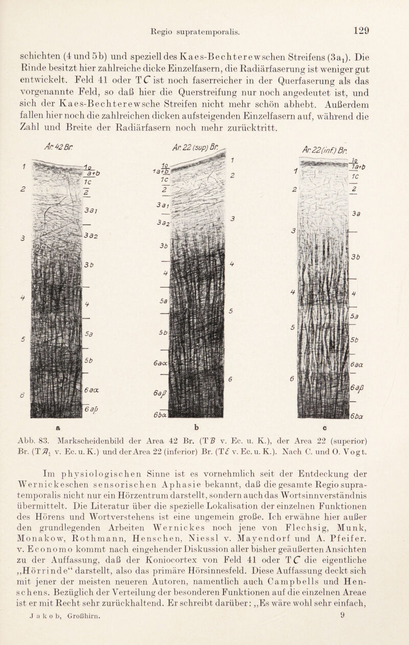 scliichten (4 und 5b) und speziell des Kaes-B echt er ewschen Streifens (3 a^). Die Rinde besitzt hier zahlreiche dicke Einzelfasern, die Radiärfaserung ist weniger gut entwickelt. Feld 41 oder TC ist noch faserreicher in der Querfaserung als das vorgenannte Feld, so daß hier die Querstreifung nur noch angedeutet ist, und sich der Kaes-Bechterewsche Streifen nicht mehr schön abhebt. Außerdem fallen hier noch die zahlreichen dicken aufsteigenden Einzelfasern auf, während die Zahl und Breite der Radiärfasern noch mehr zurücktritt. a b c Abb. 83. Markscheidenbild der Area 42 Br. (TS v. Ec. ii. K.), der Area 22 (superior) Br. {TTIi V. Ec. u. K.) und der Area 22 (inferior) Br. (Tf v. Ec.u. K.). Nach C. und O. Vogt. Im physiologischen Sinne ist es vornehmlich seit der Entdeckung der Wernickeschen sensorischen iVphasie bekannt, daß die gesamte Regio supra¬ temporalis nicht nur ein Hörzentrum darstellt, sondern auch das Wortsinnverständnis übermittelt. Die Literatur über die spezielle Lokalisation der einzelnen Funktionen des Hörens und Wortverstehens ist eine ungemein große. Ich erwähne hier außer den grundlegenden Arbeiten Wernickes noch jene von Flechsig, Munk, Monakow, Rothmann, Henschen, Niessl v. Mayendorf und A. Pfeifer. V. Economo kommt nach eingehender Diskussion aller bisher geäußerten Ansichten zu der Auffassung, daß der Koniocortex von Feld 41 oder TC die eigentliche „Hö rrinde“ darstellt, also das primäre Hörsinnesfeld. Diese Auffassung deckt sich mit jener der meisten neueren Autoren, namentlich auch Campbells und Hen- schens. Bezüglich der Verteilung der besonderen Funktionen auf die einzelnen Areae ist er mit Recht sehr zurückhaltend. Er schreibt darüber: ,,Es wäre wohl sehr einfach, Jako b, Großhirn. 9