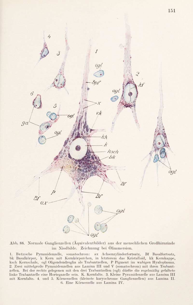 Abb. 88. Normale Ganglienzellen (Äquivalentbilder) aus der menschlichen Großhirnrinde im Nisslbilde. Zeichnung bei Olimmersion. 1. Betzsche Pyramidenzelle, somatochrom: ax Achsenzylinderfortsatz, Bf Basalfortsatz, bk Basalkörper, k Kern mit Kernkörperchen, in letzterem das Kristalloid, kk Kernkappe, ksch Kernschale, ogl Oligendendroglia als Trabantzellen, P Pigment im wabigen Hyaloplasma. 2. Zwei mittelgroße Pyramidenzellen aus Lamina III und V (somatochrom) mit ihren Trabant¬ zellen. Bei der rechts gelegenen mit den drei Trabantzellen (ogl) dürfte die regelmäßig gefaltete linke Trabantzelle eine Hortegazelle sein. K. Kernfalte. 3. Kleine Pyramidenzelle aus Lamina III mit Kernfalte. 4. und 5. Körnerzellen (kleinste karyochrome Ganglienzellen) aus Lamina II. 6. Eine Körnerzelle aus Lamina IV.