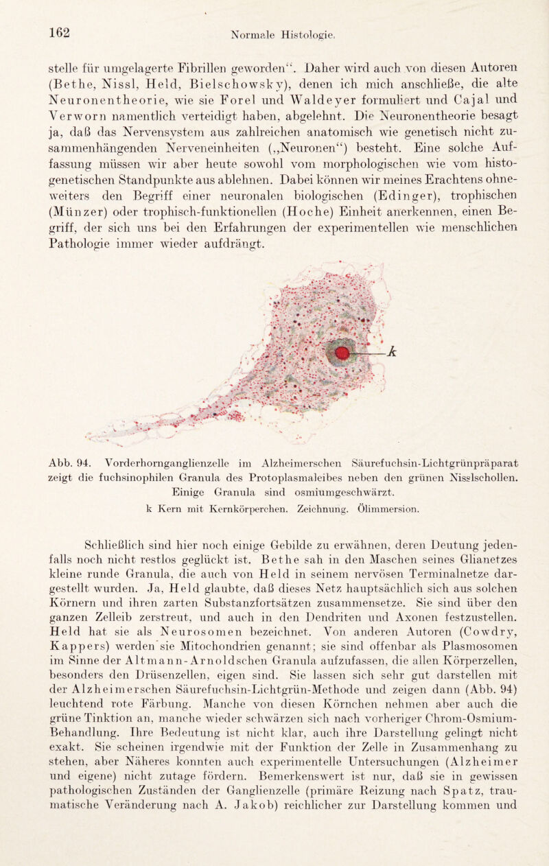 stelle für iimgelagerte Fibrillen geworden“. Daher wird auch von diesen Autoren (Bethe, Nissl, Held, Bielschowsky), denen ich mich anschließe, die alte Neuronentheorie, wie sie Forel und Waldeyer formuliert und Cajal und Verworn namentlich verteidigt haben, abgelehnt. Die hjeuronentheorie besagt ja, daß das Nervensystem aus zahlreichen anatomisch wie genetisch nicht zu¬ sammenhängenden Nerveneinheiteil (,,Neuronen‘‘) besteht. Eine solche Auf¬ fassung müssen wir aber heute sowohl vom morphologischen wie vom histo- genetischen Standpunkte aus ablehnen. Dabei können wir meines Erachtens ohne- weiters den Begriff einer neuronalen biologischen (Edinger), trophischen (Münzer) oder trophisch-funktionellen (Hoche) Einheit anerkennen, einen Be¬ griff, der sich uns bei den Erfahrungen der experimentellen wie menschlichen Pathologie immer wieder aufdrängt. Abb. 94. Vorderhornganglienzelle im Alzheimerschen Säurefuchsin-Lichtgrünpräparat zeigt die fuchsinophilen Granula des Protoplasmaleibes neben den grünen Nisslschollen. Einige Granula sind osmiumgeschwärzt, k Kern mit Kernkörperchen. Zeichnung. Ölimmersion. Schließlich sind hier noch einige Gebilde zu erwähnen, deren Deutung jeden¬ falls noch nicht restlos geglückt ist. Bethe sah in den Maschen seines Glianetzes kleine runde Granula, die auch von Held in seinem nervösen Terminalnetze dar¬ gestellt wurden. Ja, Held glaubte, daß dieses Netz hauptsächlich sich aus solchen Körnern und ihren zarten Substanzfortsätzen zusammensetze. Sie sind über den ganzen Zelleib zerstreut, und auch in den Dendriten und Axonen festzustellen. Held hat sie als Neurosomen bezeichnet. Von anderen Autoren (Cowdry, Kappers) werden sie Mitochondrien genannt; sie sind offenbar als Plasmosomen im Sinne der Altmann-Arnoldschen Granula aufzufassen, die allen Körperzellen, besonders den Drüsenzellen, eigen sind. Sie lassen sich sehr gut darstellen mit der Alzheimerschen Säurefuchsin-Lichtgrün-Methode und zeigen dann (Abb. 94) leuchtend rote Färbung. Manche von diesen Körnchen nehmen aber auch die grüne Tinktion an, manche wieder schwärzen sich nach vorheriger Chrom-Osmium- Behandlung. Ihre Bedeutung ist nicht klar, auch ihre Darstellung gelingt nicht exakt. Sie scheinen irgendwie mit der Funktion der Zelle in Zusammenhang zu stehen, aber Näheres konnten auch experimentelle Untersuchungen (Alzheimer und eigene) nicht zutage fördern. Bemerkenswert ist nur, daß sie in gewissen pathologischen Zuständen der Ganglienzelle (primäre Reizung nach Spatz, trau¬ matische Veränderung nach A. Jakob) reichlicher zur Darstellung kommen und