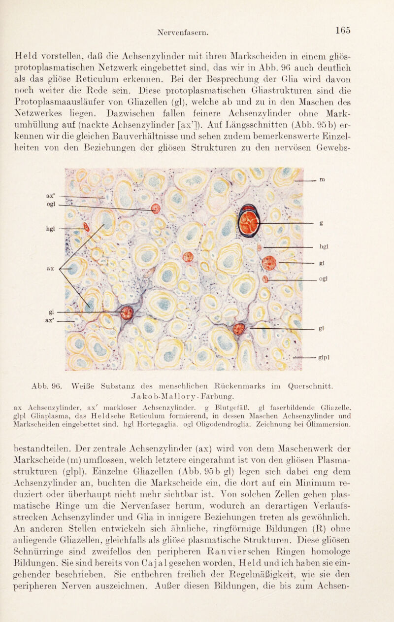 Held vorstellen, daß die Achsenzylinder mit ihren Markscheiden in einem gliös- protoplasmatischen Netzwerk eingebettet sind, das wir in Abb. 96 auch deutlich als das gliöse Reticulum erkennen. Bei der Besprechung der Glia wird davon noch weiter die Bede sein. Diese protoplasmatischen Glia Strukturen sind die Protoplasmaausläufer von Gliazellen (gl), welche ab und zu in den Maschen des Netzwerkes liecren. Dazwischen fallen feinere Achsenzvlinder ohne Mark- d' «/ Umhüllung auf (nackte Achsenzyhnder [ax’]). Auf Längsschnitten (Abb. 95 b) er¬ kennen wir die gleichen Bairverhältnisse und sehen zudem bemerkenswerte Einzel¬ heiten von den Beziehungen der gliösen Strukturen zu den nervösen Gewebs- ax’ ogl hgl ax gl ax’ Abb. 96. Weiße Substanz des menschlichen Rückenmarks im Querschnitt. J a k o b-M a ] 1 o r y - Färbung. ax Achsenzyhnder, ax' markloser Achsenzyhnder. g Blutgefäß, gi faserbildende Glia zelle, glpl Gliaplasma, das Held sehe Reticulum formierend, in dessen Maschen Achsenzyhnder und Markscheiden eingebettet sind, hgl Hortegaglia. ogl Oligodendroglia. Zeichnung bei Ölimmersion. bestandteilen. Der zentrale Achsenzvlinder (ax) wird von dem Maschenwerk der Markscheide (m) uinflossen, welch letztere eingerahmt ist von den gliösen Plasma¬ strukturen (glpl). Einzelne Gliazellen (Abb. 95b gl) legen sich dabei eng dem Achsenzvlinder an, buchten die Markscheide ein, die dort auf ein Minimum re- duziert oder überhaupt nicht mehr sichtbar ist. Aon solchen Zellen gehen plas¬ matische Ringe um die Nervenfaser herum, wodurch an derartigen Verlaufs¬ strecken Achsenzylinder und Glia in innigere Beziehungen treten als gewöhnlich. An anderen Stellen entwickeln sich ähnliche, ringförmige Bildungen (R) ohne anliegende Ghazellen, gleichfalls als gliöse plasmatische Strukturen. Diese gliösen Schnürringe sind zweifellos den peripheren Ran vier sehen Ringen homologe Bildungen. Sie sind bereits von Caj al gesehen worden, Held und ich haben sie ein¬ gehender beschrieben. Sie entbehren freilich der Regelmäßigkeit, wie sie den peripheren Nerven auszeichnen. Außer diesen Bildungen, die bis zum Achsen-