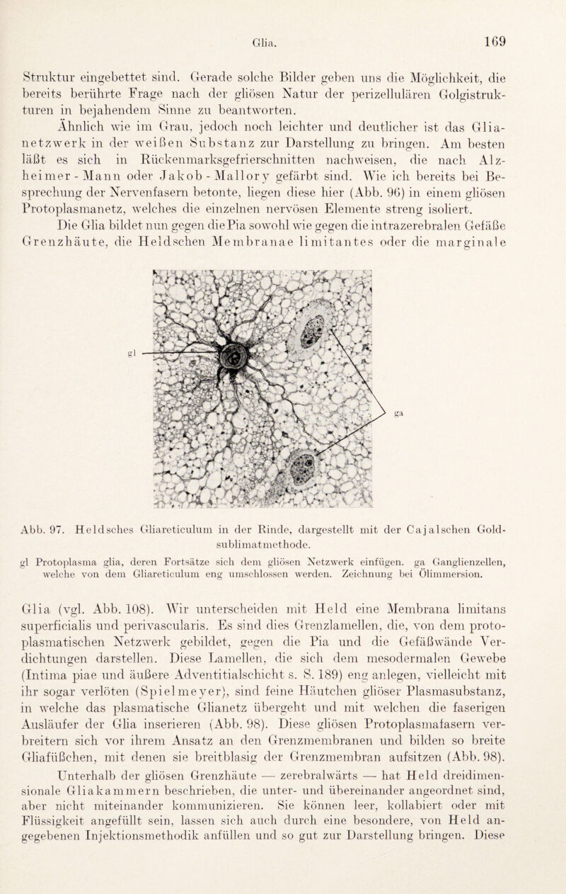 Struktur eingebettet sind. Gerade solche Bilder geben uns die Möglichkeit, die bereits berührte Frage nach der gliösen Natur der perizellulären Golgistruk- turen in bejahendem Sinne zu beantworten. Ähnlich wie im Grau, jedoch noch leichter und deutlicher ist das Glia- netzwerk in der weißen Substanz zur Darstellung zu bringen. Am besten läßt es sich in Rückenmarksgefrierschnitten nachweisen, die nach Alz¬ heimer-Mann oder Jakob - Mallory gefärbt sind. Wie ich bereits bei Be¬ sprechung der Nervenfasern betonte, liegen diese hier (Abb. 96) in einem ghösen Protoplasmanetz, welches die einzelnen nervösen Elemente streng isoliert. Die Glia bildet nun gegen die Pia sowohl wie gegen die intrazerebralen Gefäße Grenzhäute, die Heldschen Membranae limitantes oder die marginale Abb. 97. Heldsclies Gliareticulum in der Rinde, dargestellt mit der Ca ja Ischen Gold¬ sublimatmethode. gl Protoplasma glia, deren Fortsätze sich dem gliösen Netzwerk einfügen. ga Ganglienzellen, welche von dem Gliareticulum eng umschlossen werden. Zeichnung bei Ölimmersion. Glia (vgl. Abb. 108). Wir unterscheiden mit Held eine Membrana limitans superficialis und perivascularis. Es sind dies Grenzlamellen, die, von dem proto¬ plasmatischen Netzwerk gebildet, gegen die Pia und die Gefäßwände Ver¬ dichtungen darstellen. Diese Lamellen, die sich dem mesodermalen Gewebe (Intima piae und äußere Adventitialschicht s. S. 189) eng anlegen, vielleicht mit ihr sogar verlöten (Spielmeyer), sind feine Häutchen gliöser Plasmasubstanz, in welche das plasmatische Glianetz übergeht und mit welchen die faserigen Ausläufer der Glia inserieren (Abb. 98). Diese gliösen Protoplasmafasern ver¬ breitern sich vor ihrem Ansatz an den Grenzmembranen und bilden so breite Gliafüßchen, mit denen sie breitblasig der Grenzmembran aufsitzen (Abb. 98). Unterhalb der gliösen Grenzhäute — zerebralwärts — hat Held dreidimen¬ sionale Gliakammern beschrieben, die unter- und übereinander angeordnet sind, aber nicht miteinander kommunizieren. Sie können leer, kollabiert oder mit Flüssigkeit angefüllt sein, lassen sich auch durch eine besondere, von Held an¬ gegebenen Injektionsmethodik anfüllen und so gut zur Darstellung bringen. Diese
