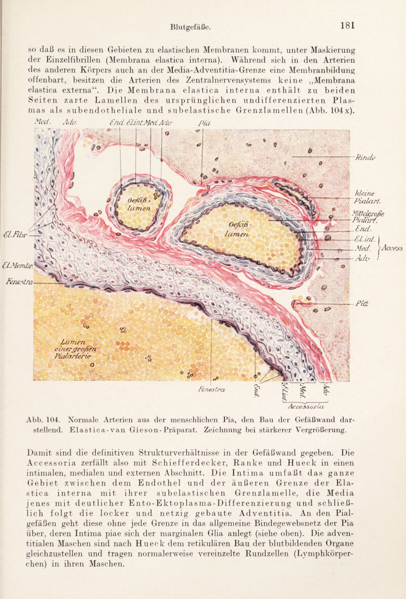 so daß es in diesen Gebieten zu elastischen Membranen kommt, unter Maskierung der Einzelfibrillen (Membrana elastica interna). Während sich in den Arterien des anderen Körpers auch an der Media-Adventitia-Grenze eine Membranbildung offenbart, besitzen die Arterien des Zentralnervensystems keine ,,Membrana elastica externa“. Die Membrana elastica interna enthält zu beiden Seiten zarte Lamellen des ursprünglichen undifferenzierten Plas¬ mas als subendotheliale und subelastische Grenzlamellen (Abb. 104x). Med. Ada. Cnd.SUnt.Mcd.Äda' Pia, Lumen einergroßen Pialarderie Perzeetra Rinde -Pul kleine Pialarl. Mittehroß PmlaiY. 6nd. PL. int. I yied. I Ada ! Accessorta- PL.Fibr e Äcce.s^ Abb. 104. Normale Arterien aus der menschlichen Pia, den Bau der Gefäßwand dar¬ stellend. Elastica-van Gieson-Präparat. Zeichnung bei stärkerer Vergrößerung. Damit sind die definitiven Strukturverhältnisse in der Gefäßwand gegeben. Die Accessoria zerfällt also mit Schiefferdecker, Banke und Hueck in einen intimalen, medialen und externen Abschnitt. Die Intima umfaßt das ganze Gebiet zwischen dem Endothel und der äußeren Grenze der Ela¬ stica interna mit ihrer subelastischen Grenzlamelle, die Media jenes mit deutlicher Ento-Ektoplasma-Differenzierung und schließ¬ lich folgt die locker und netzig gebaute Adventitia. An den Pial- gefäßen geht diese ohne jede Grenze in das allgemeine Bindegewebsnetz der Pia über, deren Intima piae sich der marginalen Glia anlegt (siehe oben). Die adven- titialen Maschen sind nach Hueck dem retikulären Bau der blutbildenden Organe gleichzustellen und tragen normalerweise vereinzelte Bundzellen (Lymphkörper- chen) in ihren Maschen.