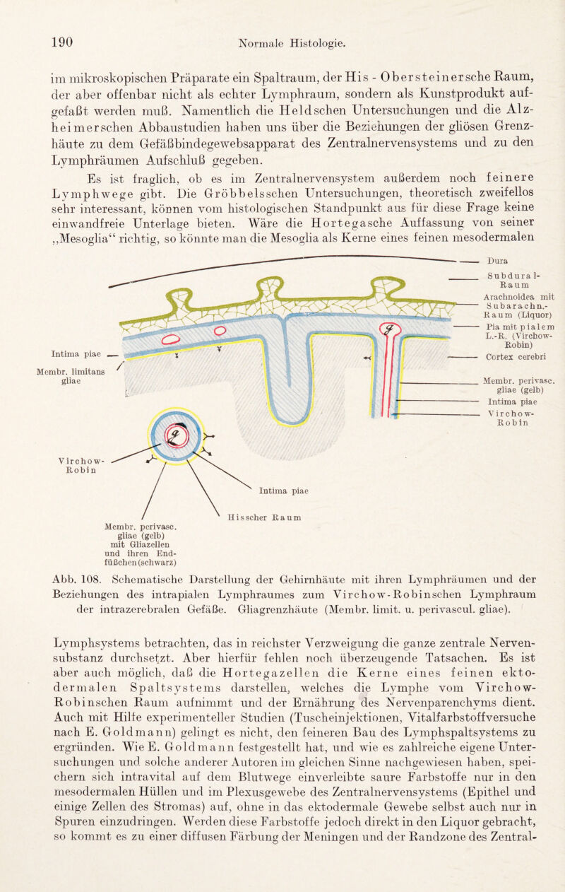 im mikroskopischen Präparate ein Spaltraum, der His - Ob er st ein er sehe Raum, der aber offenbar nicht als echter Lymphraum, sondern als Kunstprodukt auf- gefaßt werden muß. Namentlich die Held sehen Untersuchungen und die Alz¬ heimer sehen Abbaustudien haben uns über die Beziehungen der ghösen Grenz¬ häute zu dem Gefäßbindegewebsapparat des Zentralnervensystems und zu den Ijymphräumen Aufschluß gegeben. Es ist fraglich, ob es im Zentralnervensystem außerdem noch feinere Lymphwege gibt. Die Gr öbb eis sehen Untersuchungen, theoretisch zweifellos sehr interessant, können vom histologischen Standpunkt aus für diese Frage keine einwandfreie Unterlage bieten. Wäre die Hortegasche Auffassung von seiner ,,Mesoglia“ richtig, so könnte man die Mesoglia als Kerne eines feinen mesodermalen Intima piae Membr, liinitans gliae V ircho w- Robi n Intima piae His scher Raum Dura Subdura 1- Raum Araebnoidea mit Subarachn.- Raum (Liquor) Pia mit pialem L.-R. (Virchow- Robin) Cortex cerebri Membr. perivasc. gliae (gelb) Intima piae V i r c h o w- Rob in Membr. perivasc. gliae (gelb) mit Gliazellen und ihren End¬ füßchen (schwarz) Abb. 108. Schematische Darstellung der Gehirnhäute mit ihren Lymphräumen und der Beziehungen des intrapialen Lymphraumes zum Virchow-Robinschen Lymphraum der intrazerebralen Gefäße. Gliagrenzhäute (Membr. limit. u. perivascul. gliae). ^ Lymphsystems betrachten, das in reichster Verzweigung die ganze zentrale Nerven- substanz durchsetzt. Aber hierfür fehlen noch überzeugende Tatsachen. Es ist aber auch möglich, daß die Hortegazellen die Kerne eines feinen ekto- dermalen Spaltsystems darstellen, welches die Lymphe vom Virchow- Robinschen Raum auf nimmt und der Ernährung des Nervenparenchyms dient. Auch mit Hilfe experimenteller Studien (Tuscheinjektionen, Vitalfarbstoffversuche nach E. Goldmann) gelingt es nicht, den feineren Bau des Lymphspaltsystems zu ergründen. WieE. Gold mann festgestellt hat, und wie es zahlreiche eigene Unter¬ suchungen und solche anderer Autoren im gleichen Sinne nachgewiesen haben, spei¬ chern sich intravital auf dem Blutwege einverleibte saure Farbstoffe nur in den mesodermalen Hüllen und im Plexusgewebe des Zentralnervensystems (Epithel und einige Zellen des Stromas) auf, ohne in das ektodermale Gewebe selbst auch nur in Spuren einzudringen. Werden diese Farbstoffe jedoch direkt in den Liquor gebracht, so kommt es zu einer diffusen Färbung der Meningen und der Randzone des Zentral-