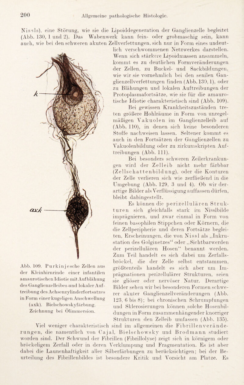 Nissls), eine Störung, wie sie die Lipoiddegeneration der Ganglienzelle begleitet (Abb. 130, 1 und 2). Das Wabenwerk kann fein- oder grobmaschig sein, kann auch, wie bei den schweren akuten Zellverfettungen, sich nur in Dorm eines undeut¬ lich verschwommenen Netzwerkes darstellen. Wenn sich stärkere Lipoidmassen ansammeln, kommt es zu deutlichen Formveränderungen der Zellen, zu Buckel- und Sackbildungeii, wie wir sie vornehmlich bei den senilen Gan- glienzellverfettimgen finden (Abb. 130,1), oder zu Blähungen und lokalen Auftreibungen der Protoplasmafortsätze, wie sie für die amauro¬ tische Idiotie charakteristisch sind (Abb. 109). Bei gewissen Krankheitszuständen tre¬ ten größere Hohlräume in Form von unregel¬ mäßigen Vakuolen im Ganglienzelleib auf (Abb. 110), in denen sich keine besonderen Stoffe nachweisen lassen. Seltener kommt es auch in den Fortsätzen der Ganglienzellen zu Vakuolenbildung oder zu zirkumskripten Auf¬ treibungen (Abb. 111). Bei besonders schweren Zellerkrankun- gen wird der Zelleib nicht mehr färbbar (Zellschattenbildung), oder die Konturen der Zelle verlieren sich wie zerfließend in die Umgebung (Abb. 129, 3 und 4). Ob wir der¬ artige Bilder als Verflüssigung auffassen dürfen, bleibt dahingestellt. Es können die perizellulären Struk¬ turen sich gleichfalls stark im Nisslbilde imprägnieren, und zwar einmal in Form von feinen basophilen Stippchen oder Körnern, die die Zellperipherie und deren Fortsätze beglei¬ ten, Erscheinungen, die von Nissl als ,,Inkru¬ station des Golginetzes“ oder ,,Sichtbarwerden der perizellulären Hosen“ benannt werden. Zum Teil handelt es sich dabei um Zerfalls¬ bröckel, die der Zelle selbst entstammen, größtenteils handelt es sich aber um Im¬ prägnationen perizellulärer Strukturen, seien sie gliöser oder nervöser Natur. Derartige Bilder sehen wir bei besonderen Formen schwe¬ rer akuter Gauglienzellveränderungen (Abb. 123, 6 bis 8); bei chronischen Schrumpfungen und Sklerosierungen können solche Hosenbil¬ dungen in Form zusammenhängender knorriger Strukturen den Zelleib umfassen (Abb. 135). Viel weniger charakteristisch sind im allgemeinen die Fibrillen Verände¬ rungen, die namentlich von Cajal, Bielschowsky und Brodmann studiert worden sind, hier Schwund der Fibrillen (Fibrillolyse) zeigt sich in körnigem oder bröckeligem Zerfall oder in deren Verklumpung und Fragmentation. Es ist aber dabei die Launenhaftigkeit aller Silberfärbungen zu berücksichtigen; bei der Be¬ urteilung des Fibrillenbildes ist besondere Kritik und Vorsicht am Platze. Es Abb. 109. Piirkinjesche Zellen aus der Kleinhirnrinde einer infantilen amaurotischen Idiotie mit Auf blähung des Ganglienzelleibes-und lokaler Auf¬ treibung des Achsenzylinderfortsatzes in Form einer kugeligen Anschwellung (axk). Bielschowskyfärbung. Zeichnung bei Ölimmersion.