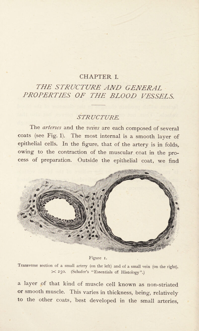 THE STRUCTURE AND GENERAL PROPERTIES OF THE BLOOD VESSELS. STR UCTURE. The arteries and the veins are each composed of several coats (see Fig. 1). The most internal is a smooth layer of epithelial cells. In the figure, that of the artery is in folds, owing to the contraction of the muscular coat in the pro¬ cess of preparation. Outside the epithelial coat, we find Figure I. Transverse section of a small artery (on the left) and of a small vein (on the right). X 250. (Schafer’s “Essentials of Histology”.) a layer of that kind of muscle cell known as non-striated or smooth muscle. This varies in thickness, being*, relatively to the other coats, best developed in the small arteries,