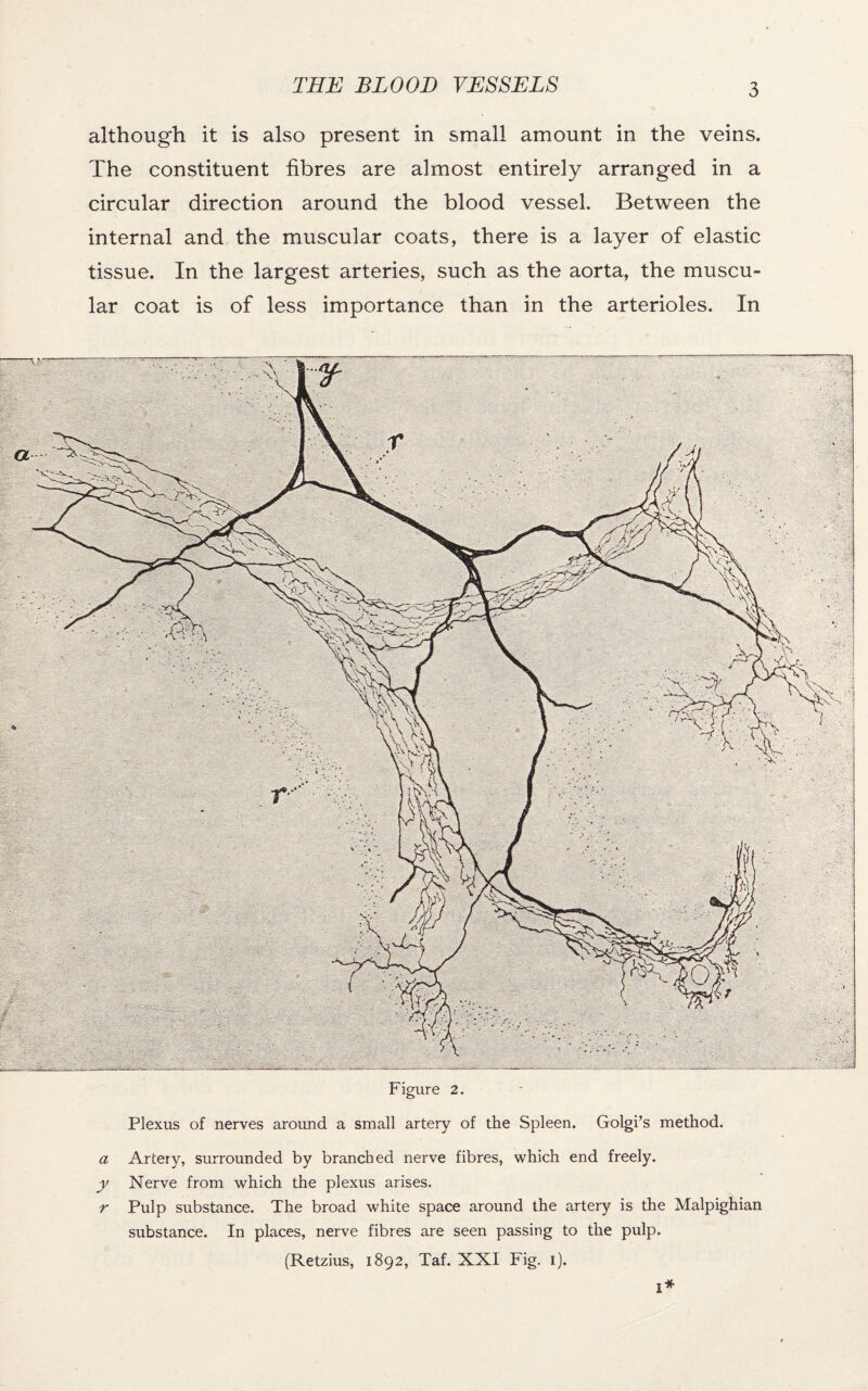 although it is also present in small amount in the veins. The constituent fibres are almost entirely arranged in a circular direction around the blood vessel. Between the internal and the muscular coats, there is a layer of elastic tissue. In the largest arteries, such as the aorta, the muscu¬ lar coat is of less importance than in the arterioles. In Figure 2. Plexus of nerves around a small artery of the Spleen. Golgi’s method. a Artery, surrounded by branched nerve fibres, which end freely. y Nerve from which the plexus arises. r Pulp substance. The broad white space around the artery is the Malpighian substance. In places, nerve fibres are seen passing to the pulp. (Retzius, 1892, Taf. XXI Fig. 1). I*