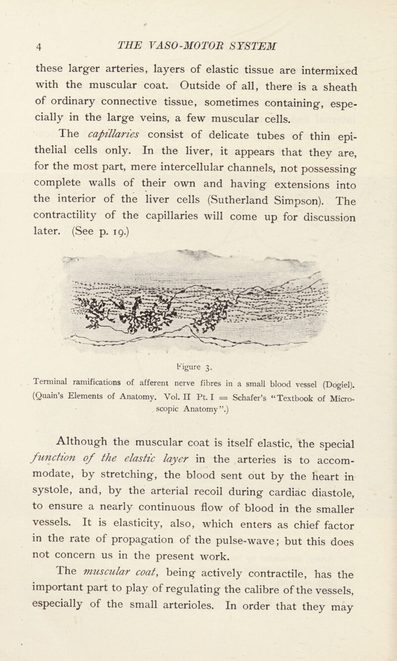 these larger arteries, layers of elastic tissue are intermixed with the muscular coat. Outside of all, there is a sheath of ordinary connective tissue, sometimes containing, espe¬ cially in the large veins, a few muscular cells. The capillaries consist of delicate tubes of thin epi¬ thelial cells only. In the liver, it appears that they are, for the most part, mere intercellular channels, not possessing complete walls of their own and having extensions into the interior of the liver cells (Sutherland Simpson). The contractility of the capillaries will come up for discussion later. (See p. 19.) Terminal ramifications of afferent nerve fibres in a small blood vessel (Dogiel). (Quain’s Elements of Anatomy. Vol. II Pt. I = Schafer’s “Textbook of Micro¬ scopic Anatomy”.) Although the muscular coat is itself elastic, the special function of the elastic layer in the arteries is to accom¬ modate, by stretching, the blood sent out by the heart in systole, and, by the arterial recoil during cardiac diastole, to ensure a nearly continuous flow of blood in the smaller vessels. It is elasticity, also, which enters as chief factor in the rate of propagation of the pulse-wave; but this does not concern us in the present work. The muscular coat, being actively contractile, has the important part to play of regulating the calibre of the vessels, especially of the small arterioles. In order that they may