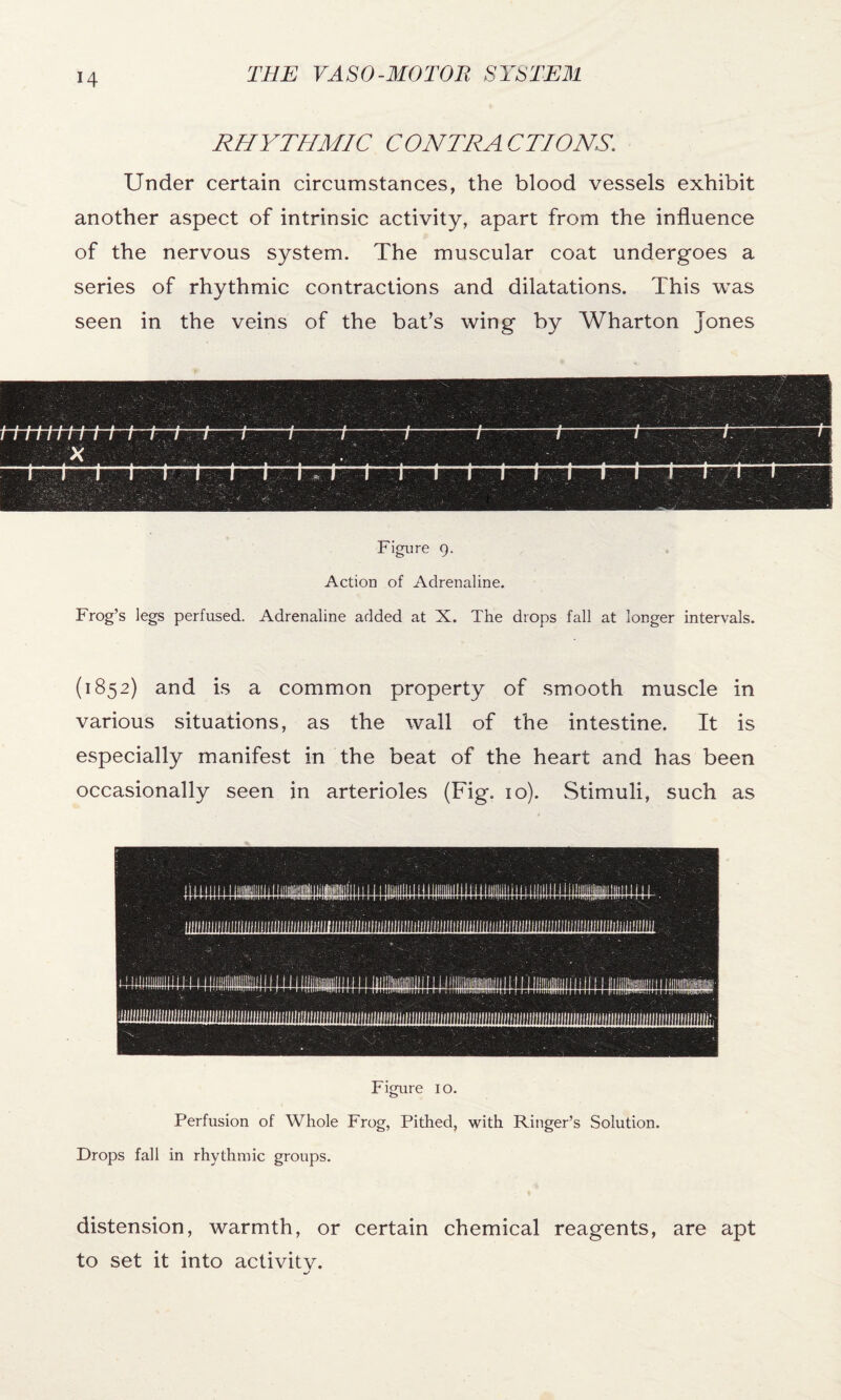 RHYTHMIC CONTRACTIONS\ Under certain circumstances, the blood vessels exhibit another aspect of intrinsic activity, apart from the influence of the nervous system. The muscular coat undergoes a series of rhythmic contractions and dilatations. This was seen in the veins of the bat’s wing by Wharton Jones Figure 9. Action of Adrenaline. Frog’s legs perfused. Adrenaline added at X. The drops fall at longer intervals. (1852) and is a common property of smooth muscle in various situations, as the wall of the intestine. It is especially manifest in the beat of the heart and has been occasionally seen in arterioles (Fig. io). Stimuli, such as Figure 10. Perfusion of Whole Frog, Pithed, with Ringer’s Solution. Drops fall in rhythmic groups. distension, warmth, or certain chemical reagents, are apt to set it into activitv.