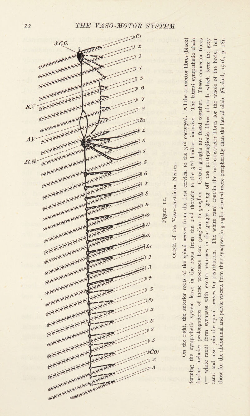 forming the sympathetic system leave in the roots from the 2nd thoracic to the 3rd lumbar, inclusive. The lateral sympathetic chain further includes prolongations of these processes from ganglion to ganglion. Certain ganglia are fused together. These connector fibres (= white rami) form synapses with excitor neurones in the ganglia, giving off the post-ganglionic fibres (dotted) which form the grey rami and also join the spinal nerves for distribution. The white rami contain the vaso-constrictor fibres for the whole of the body, but those for the abdominal and pelvic viscera form their synapses in ganglia situated more peripherally than the lateral chain (Gaskell, 1916, p. 18).