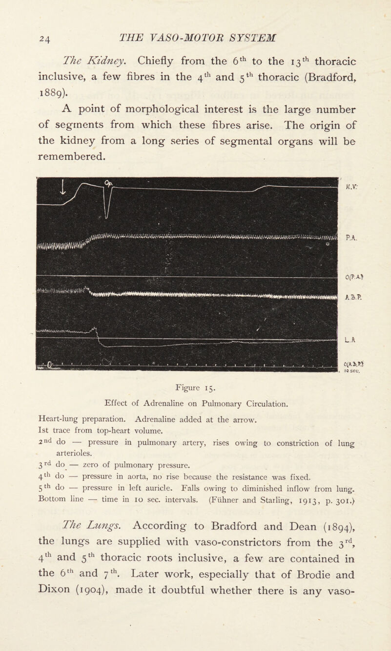 The Kidney. Chiefly from the 6 th to the 13 th thoracic inclusive, a few fibres in the 4 th and 5 th thoracic (Bradford, 1889). A point of morphological interest is the large number of segments from which these fibres arise. The origin of the kidney from a long series of segmental organs will be remembered. K.V: P.A. 0(?.A.) A.B.P. L.A to sec. Figure 15. Effect of Adrenaline on Pulmonary Circulation. Heart-lung preparation. Adrenaline added at the arrow. 1st trace from top-heart volume. 2 nd do — pressure in pulmonary artery, rises owing to constriction of lung arterioles. 3rd do — zero of pulmonary pressure. 41:11 do — pressure in aorta, no rise because the resistance was fixed. 5th do — pressure in left auricle. Falls owing to diminished inflow from lung. Bottom line — time in 10 sec. intervals. (Fiihner and Starling, 1913, p. 301.) The Lungs. According to Bradford and Dean (1894), the lungs are supplied with vaso-constrictors from the 3 rd, 4th and 5th thoracic roots inclusive, a few are contained in the 6 th and 7 th. Later work, especially that of Brodie and Dixon (1904), made it doubtful whether there is any vaso-