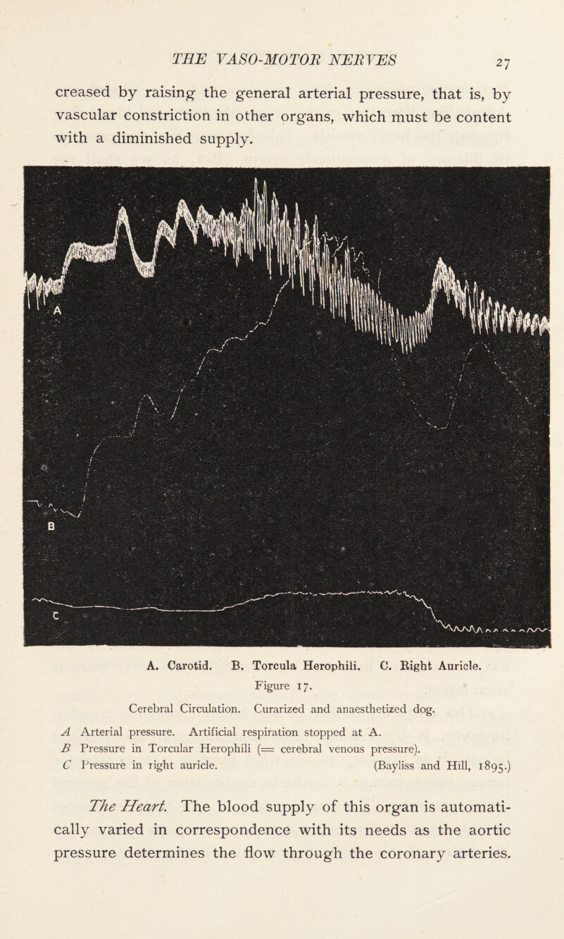 creased by raising- the general arterial pressure, that is, by vascular constriction in other organs, which must be content with a diminished supply. A. Carotid. B. Torcula Herophili. C. Right Auricle. Figure 17. Cerebral Circulation. Curarized and anaesthetized dog. A Arterial pressure. Artificial respiration stopped at A. B Pressure in Torcular Herophili (= cerebral venous pressure). C Pressure in right auricle. (Bayliss and Hill, 1895.) The Heart. The blood supply of this organ is automati¬ cally varied in correspondence with its needs as the aortic pressure determines the flow through the coronary arteries.