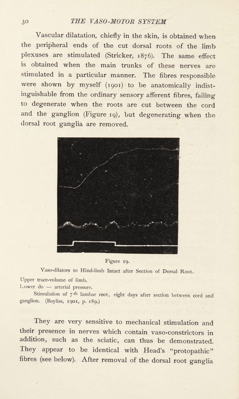 Vascular dilatation, chiefly in the skin, is obtained when the peripheral ends of the cut dorsal roots of the limb plexuses are stimulated (Strieker, 1876). The same effect is obtained when the main trunks of these nerves are stimulated in a particular manner. The fibres responsible were shown by myself (1901) to be anatomically indist¬ inguishable from the ordinary sensory afferent fibres, failing to degenerate when the roots are cut between the cord and the ganglion (Figure 19), but degenerating when the dorsal root ganglia are removed. Figure 19. Vasodilators to Hind-limb Intact after Section of Dorsal Root. Upper trace-volume of limb. Lower do — arterial pressure. Stimulation of 7th lumbar root, eight days after section between cord and ganglion. (Bayliss, 1901, p. 189.) They are very sensitive to mechanical stimulation and their presence in nerves which contain vaso-constrictors in addition, such as the sciatic, can thus be demonstrated. They appear to be identical with Head’s “protopathic” fibres (see below). After removal of the dorsal root ganglia