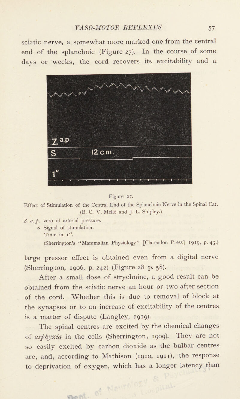 sciatic nerve, a somewhat more marked one from the central end of the splanchnic (Figure 27). In the course of some days or weeks, the cord recovers its excitability and a Figure 2 7. Effect of Stimulation of the Central End of the Splanchnic Nerve in the Spinal Cat. (B. C. V. Melle and J. L. Shipley.) Z. a. p. zero of arterial pressure. S Signal of stimulation. Time in 1. (Sherrington’s “Mammalian Physiology” [Clarendon Press] 1919, p. 43*) large pressor effect is obtained even from a digital nerve (Sherrington, 1906, p. 242) (Figure 28 p. 58). After a small dose of strychnine, a good result can be obtained from the sciatic nerve an hour or two after section of the cord. Whether this is due to removal of block at the synapses or to an increase of excitability of the centres is a matter of dispute (Langley, 1919). The spinal centres are excited by the chemical changes of asphyxia in the cells (Sherrington, 1909). They are not so easily excited by carbon dioxide as the bulbar centres are, and, according to Mathison (1910, 1911)? the response to deprivation of oxygen, which has a longer latency than